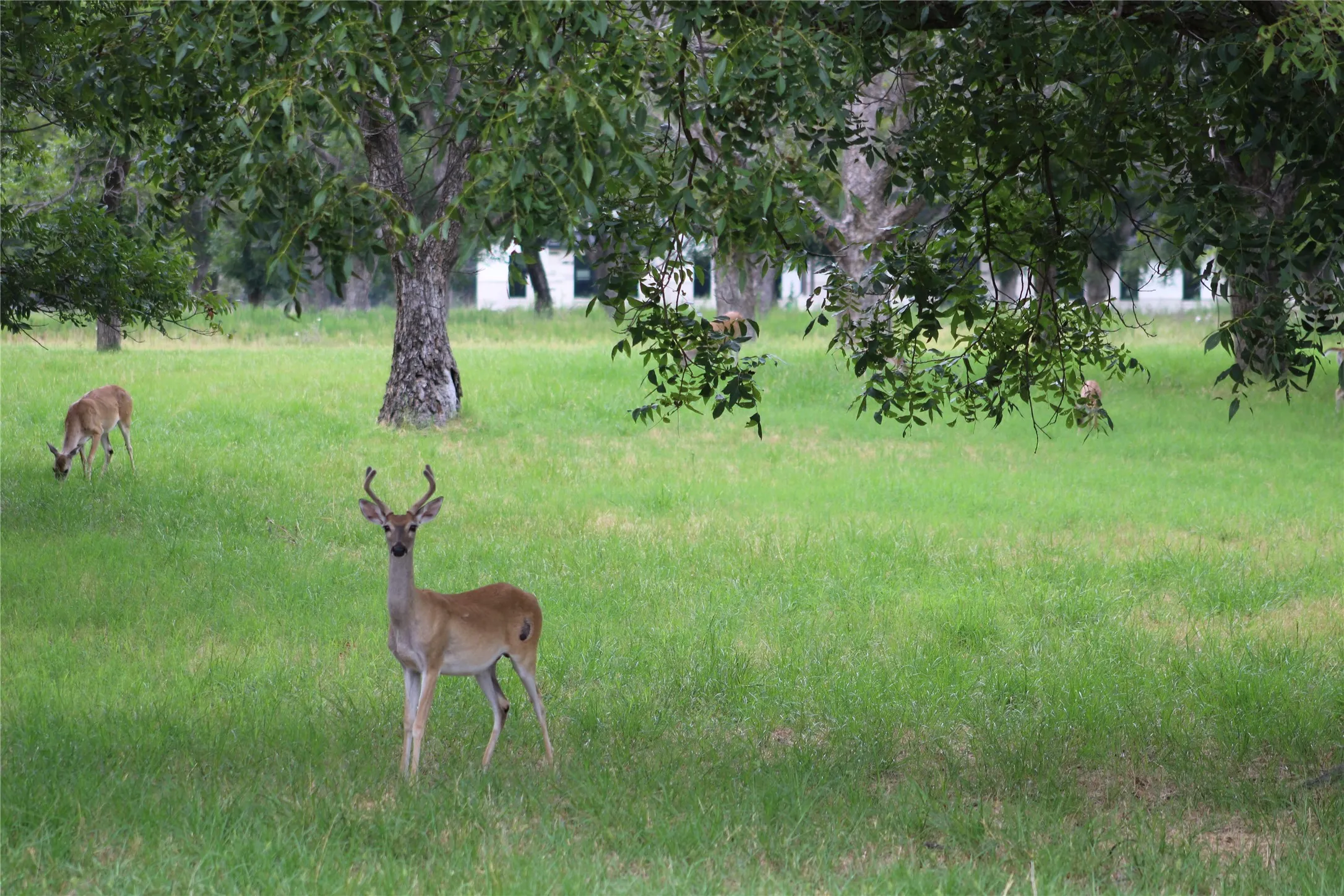 Improved Land For Sale in Johnson County , 3185 E Landings S, Granbury, Texas 76048, 0, 0, Garage spaces, 0 Sqft, built in 0, Price $380,000, mls#21341704, Real Estate Agent in Granbury, Homes For Sale in Johnson county, Homes For Sale in Granbury, Realtor in Granbury Texas, Real Estate Brokerage Independent Realty Texas, Luminita Cordes Realtor