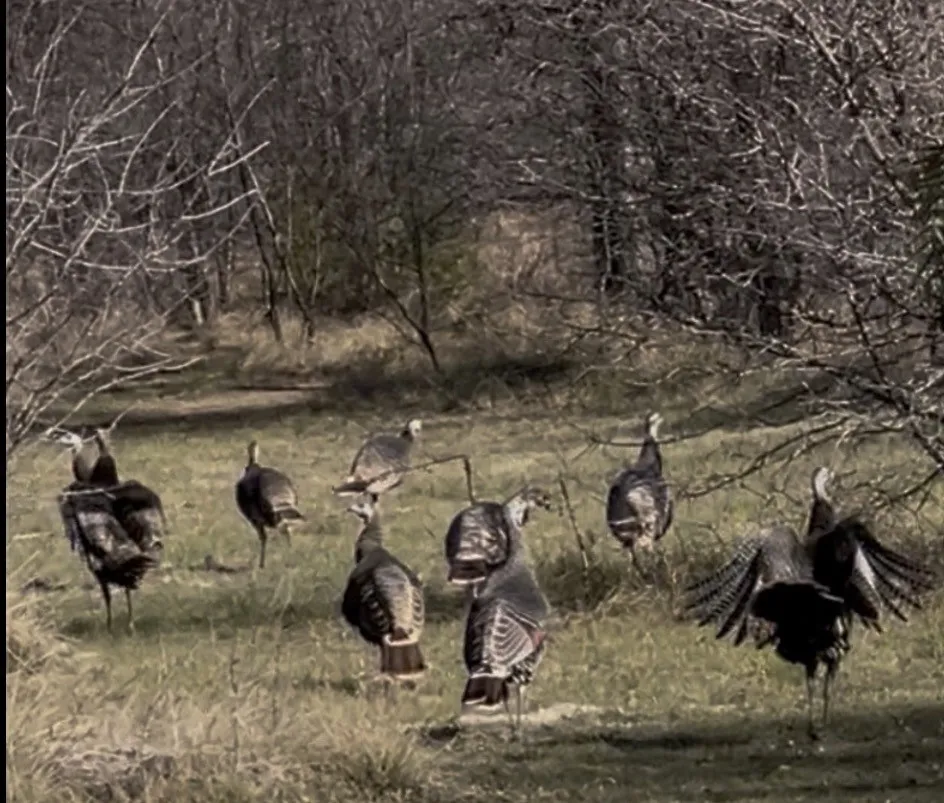 Lots of wildlife including turkeys. Great birdwatching too!