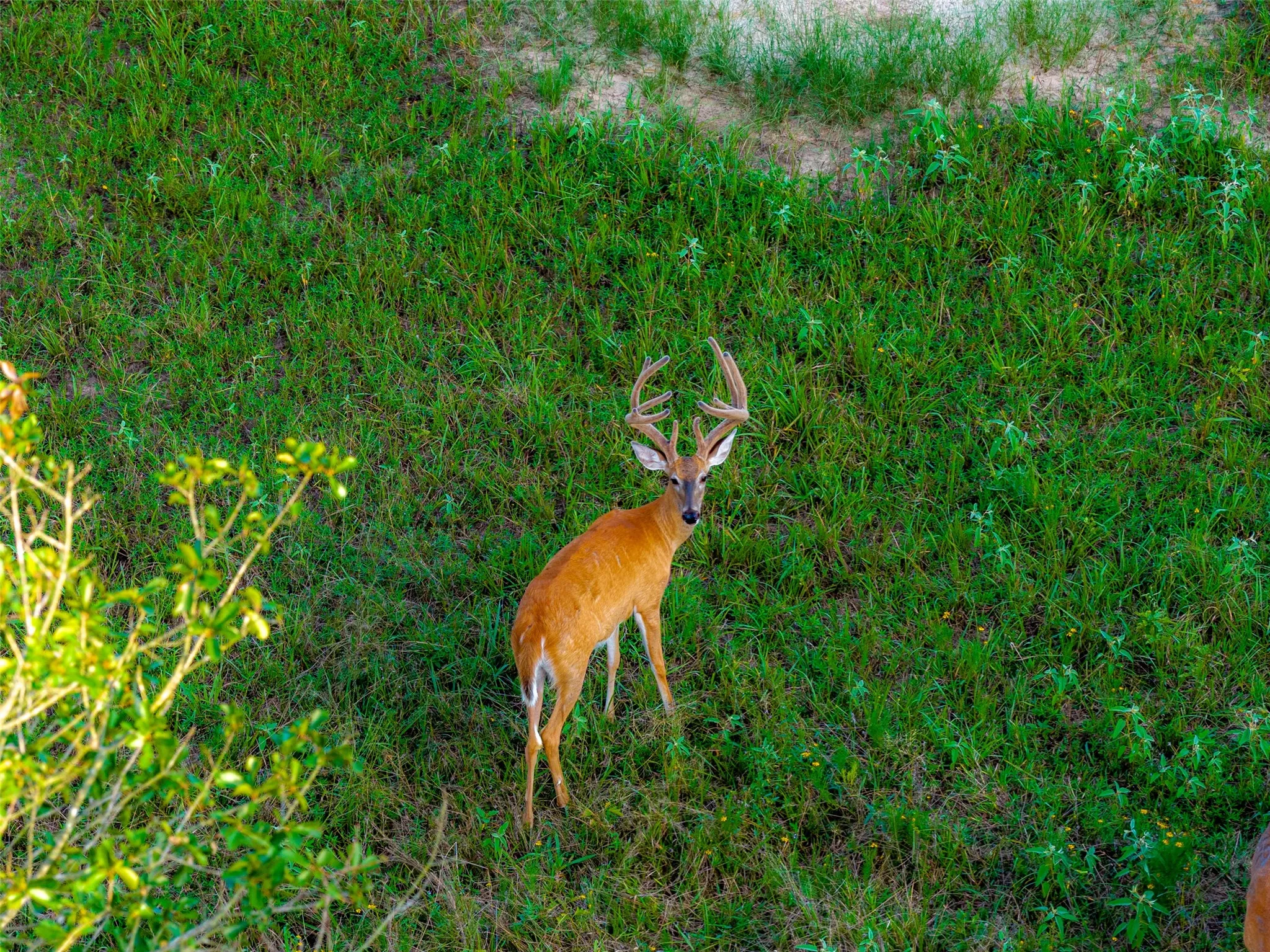 Farm For Sale in Kaufman County , 10100 County Road 4028, Kemp, Texas 75143, 3 Bedrooms, 3 Bathrooms, Garage spaces, 2,370 Sqft, built in 1994, Price $2,250,000, mls#21343695, Real Estate Agent in Kemp, Homes For Sale in Kaufman county, Homes For Sale in Kemp, Realtor in Kemp Texas, Real Estate Brokerage Independent Realty Texas, Luminita Cordes Realtor