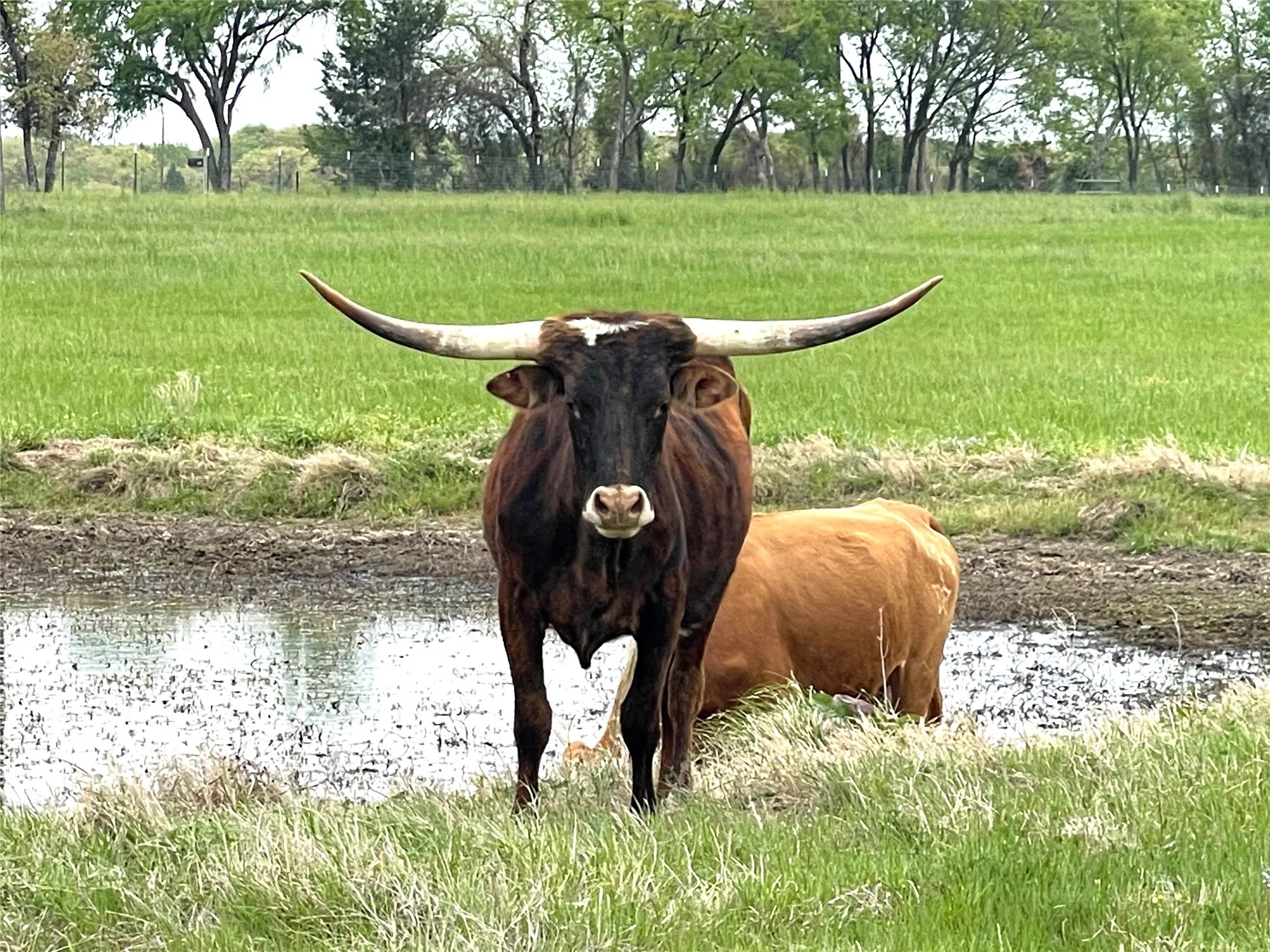Single Family Residence For Sale in Grayson County , 1500 Pop Noah Road, Tioga, Texas 76271, 3 Bedrooms, 3 Bathrooms, 2 Garage spaces, 2,890 Sqft, built in 2026, Price $795,000, mls#21343727, Real Estate Agent in Tioga, Homes For Sale in Grayson county, Homes For Sale in Tioga, Realtor in Tioga Texas, Real Estate Brokerage Independent Realty Texas, Luminita Cordes Realtor
