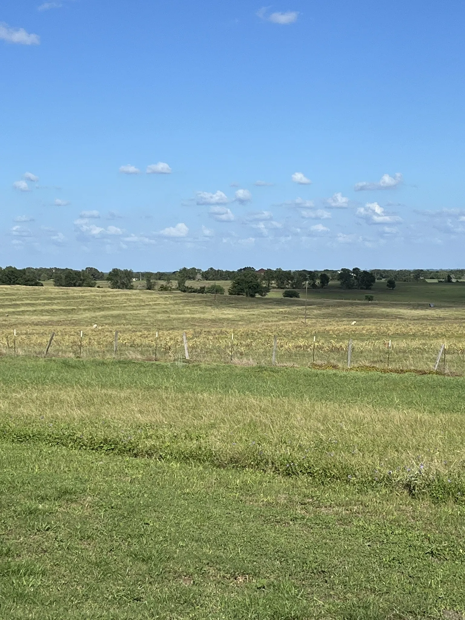 Single Family Residence For Sale in Washington (TX) County , 6303 Greenvine Road, Brenham, Texas 77833, 2 Bedroom, 3 Bathroom, 1 Garage spaces, 2,442 Sqft, built in 1984, mls#21343437, Real Estate Agent in Brenham, Homes For Sale in Washington (TX) county, Homes For Sale in Brenham, Realtor in Brenham Texas, Real Estate Brokerage Independent Realty Texas, Luminita Cordes Realtor