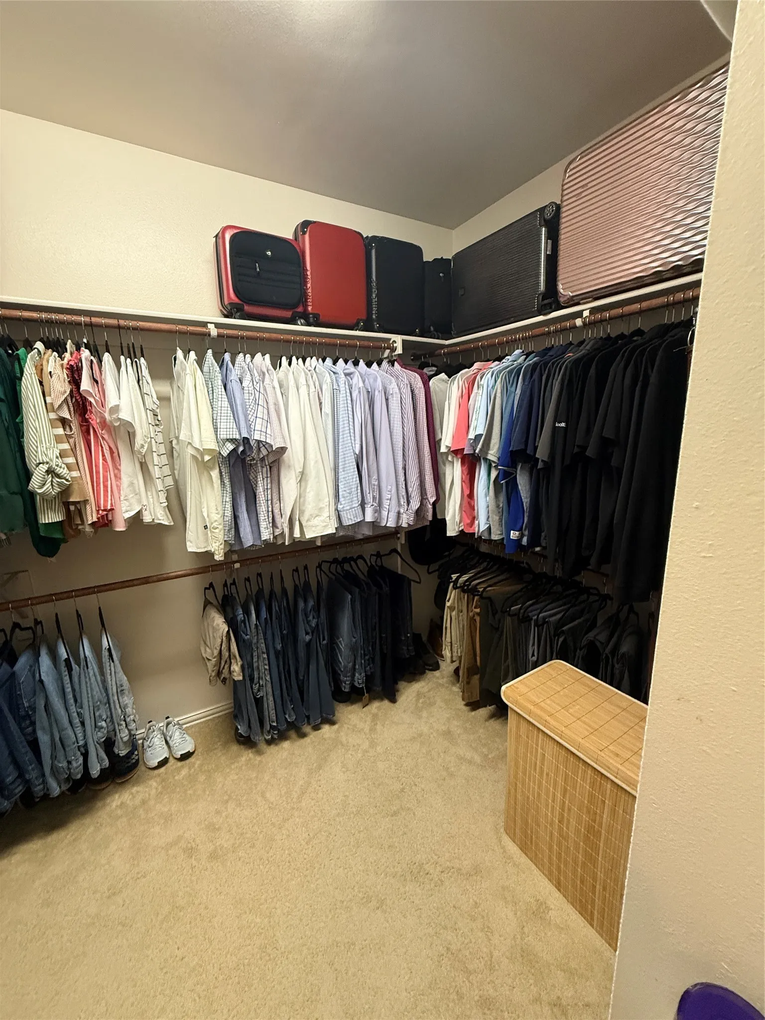Walk-in closet featuring extensive wall-mounted hanging rods, upper shelving, and carpeted flooring