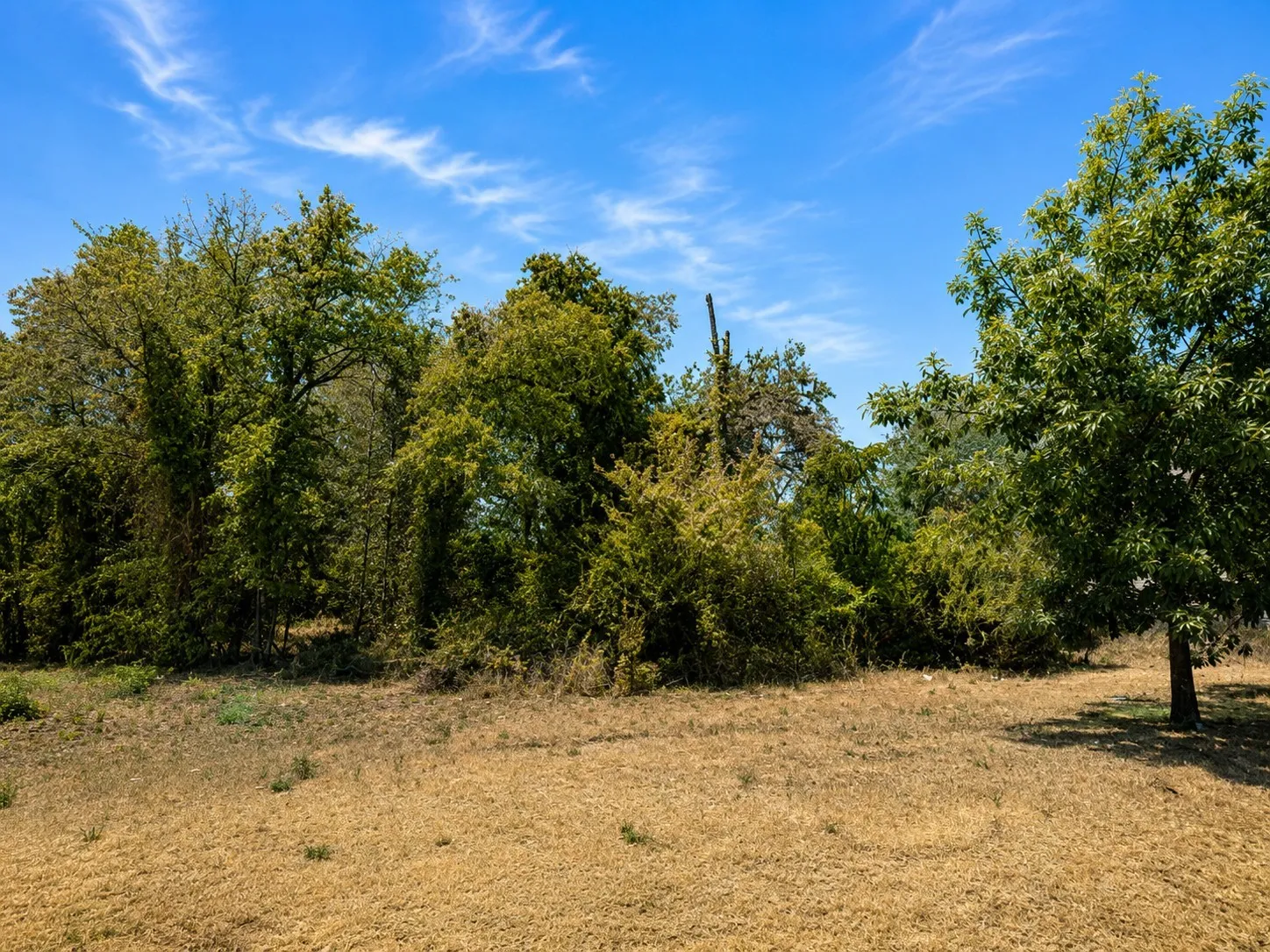 Expansive outdoor area with mature trees and natural vegetation