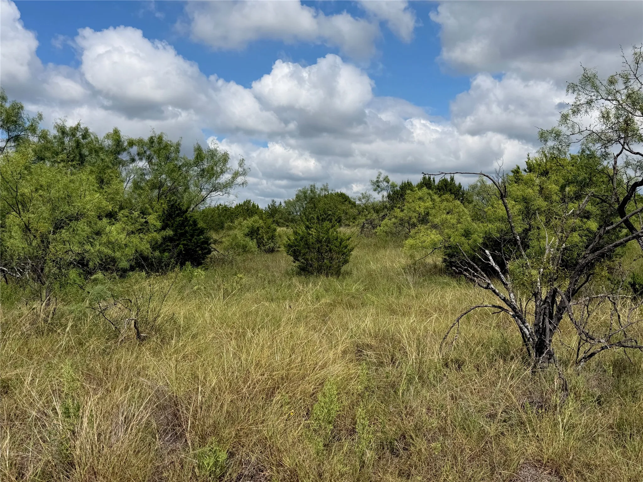Expansive undeveloped land featuring mature trees, diverse natural foliage, and varied terrain under a prominent sky