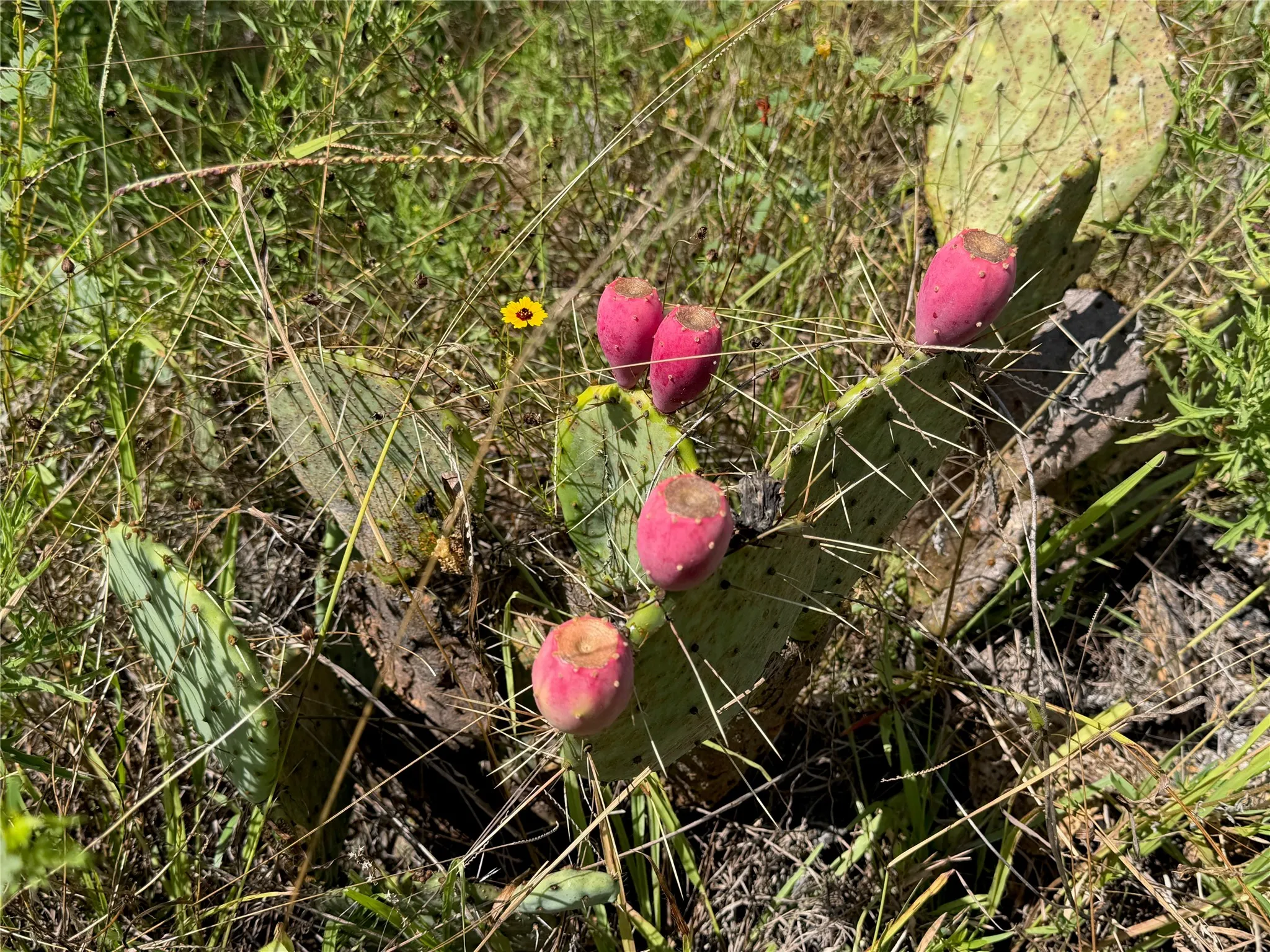 Prickly pear cactus with ripe red fruit