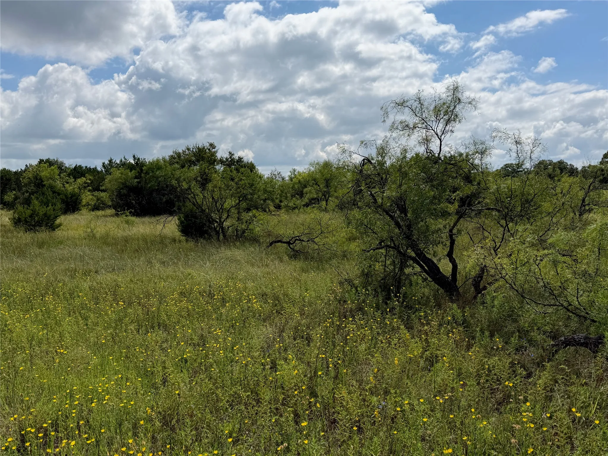 Expansive natural landscape featuring varied green foliage