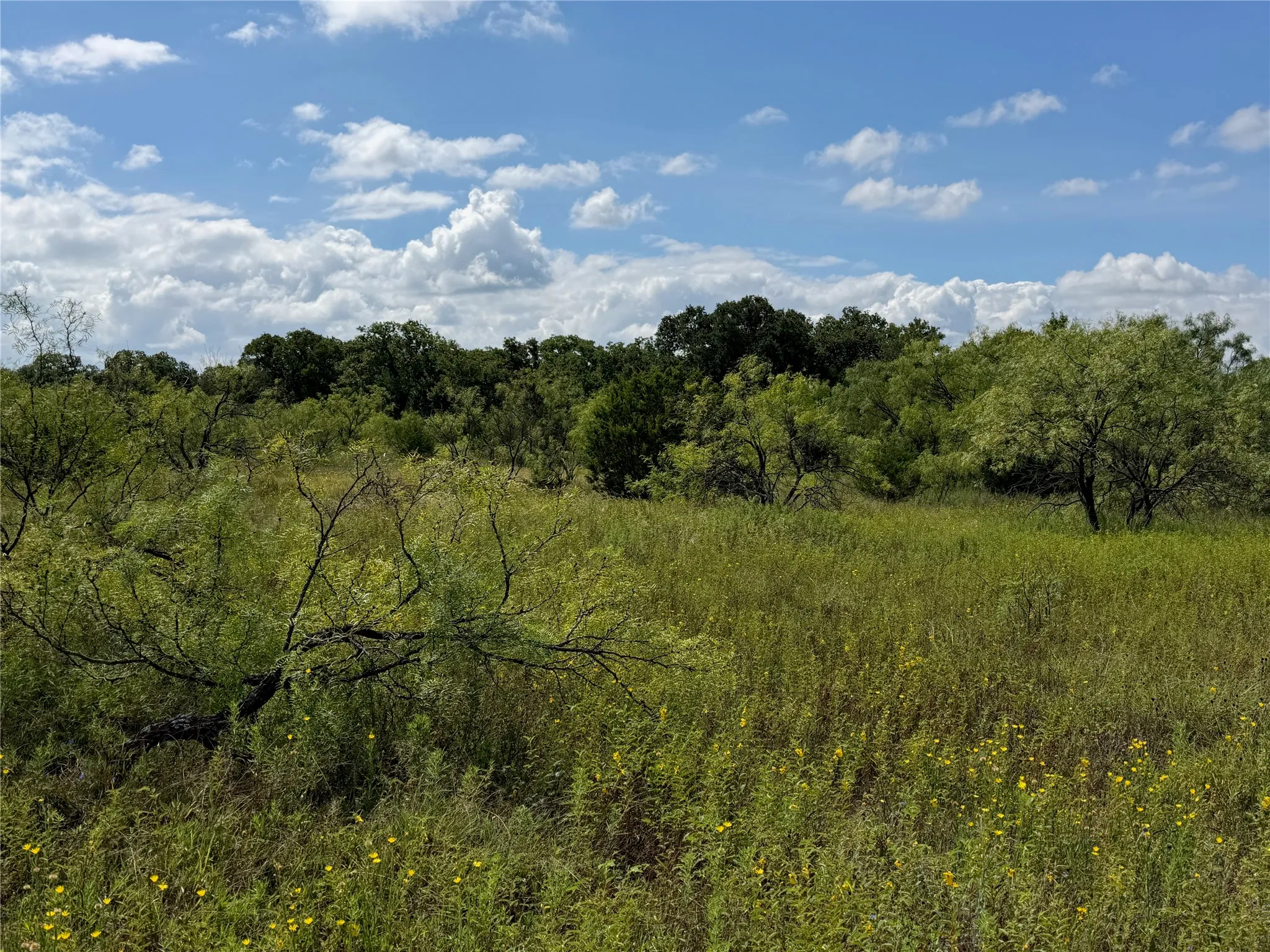 Expansive natural landscape featuring varied green foliage, a clear blue sky, and scattered white clouds