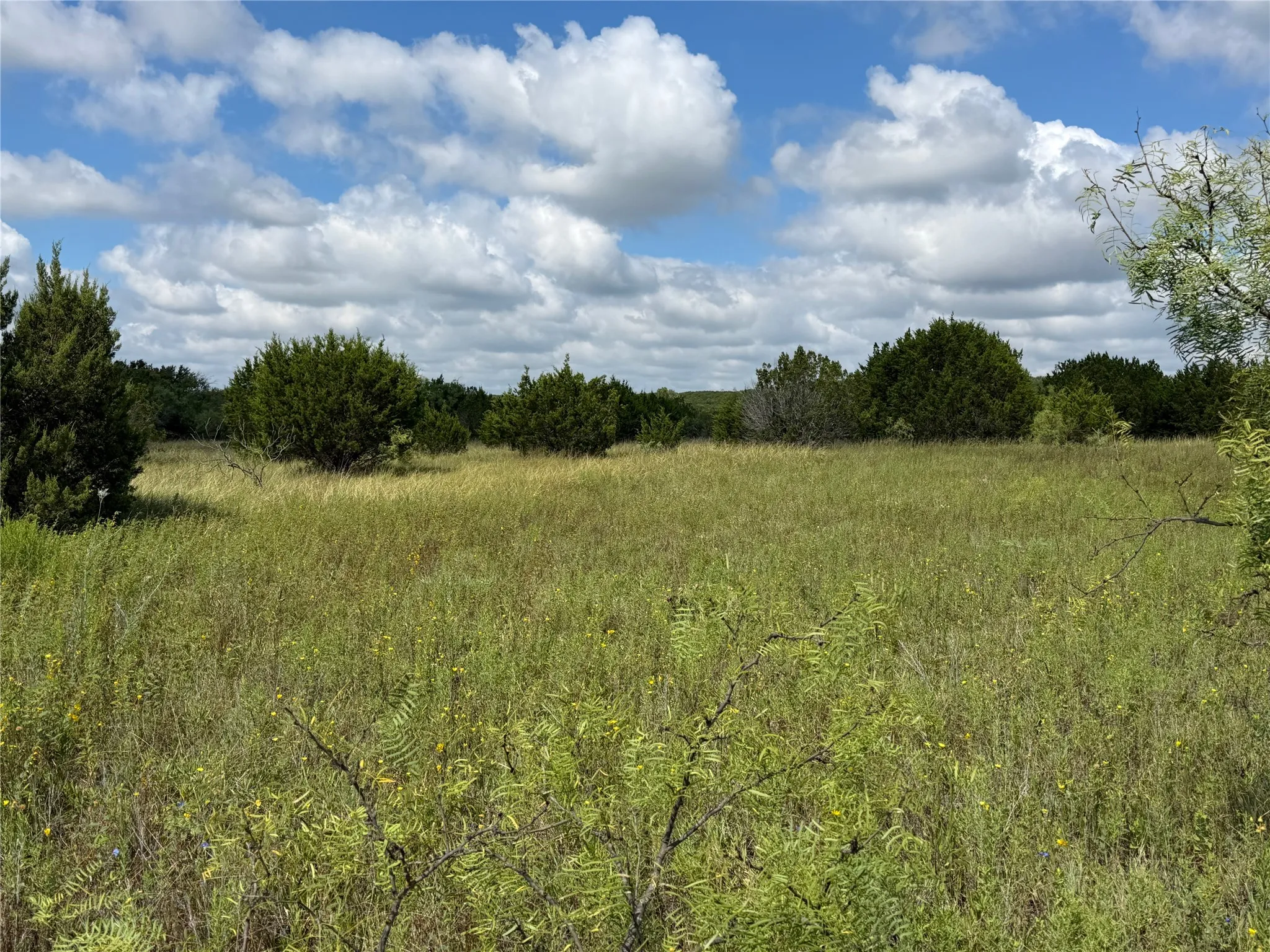 Expansive cleared land featuring natural grasses, scattered mature trees, and a distant tree line