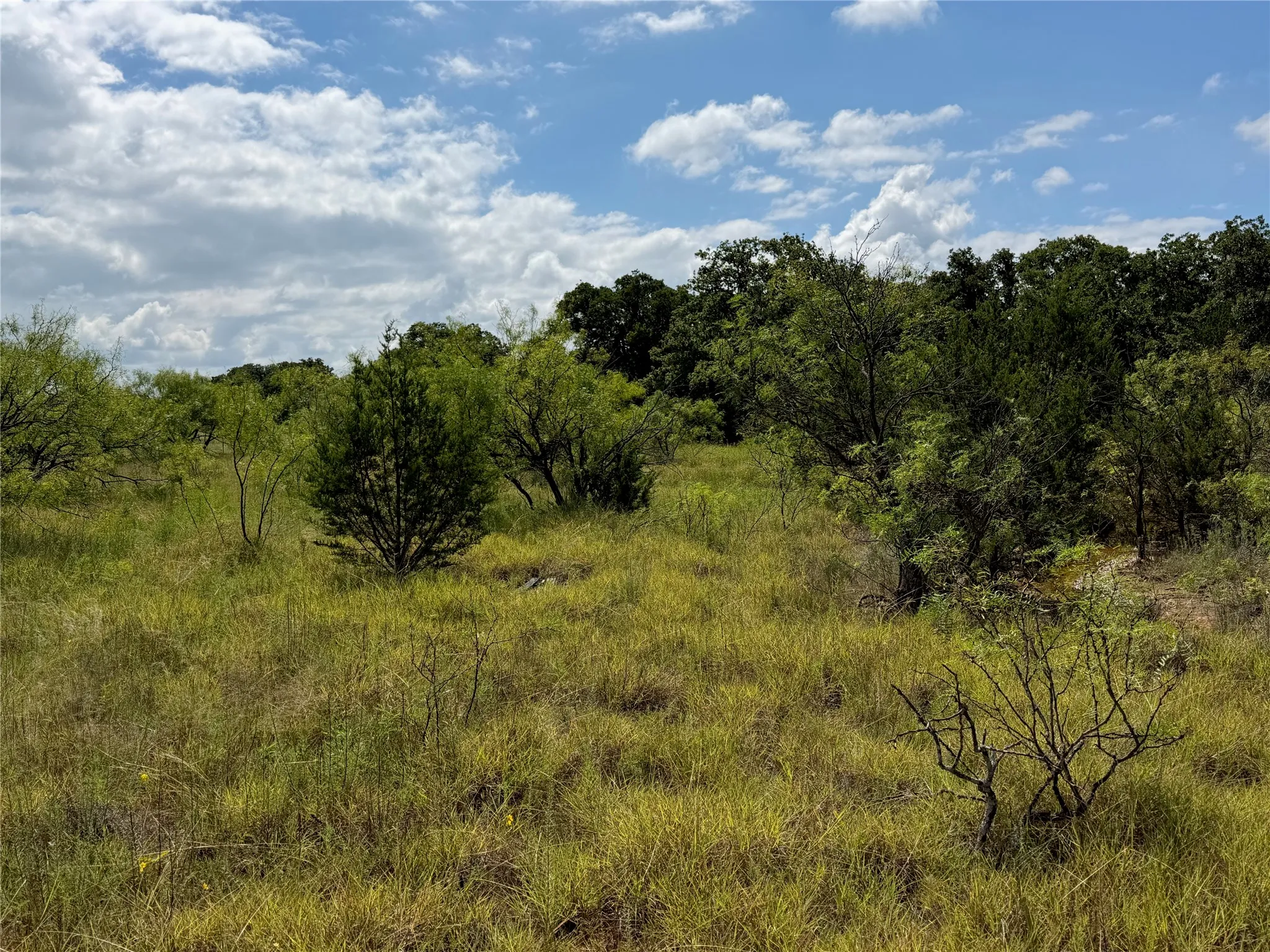Expansive land featuring natural vegetation and mature trees, offering a clear sky backdrop