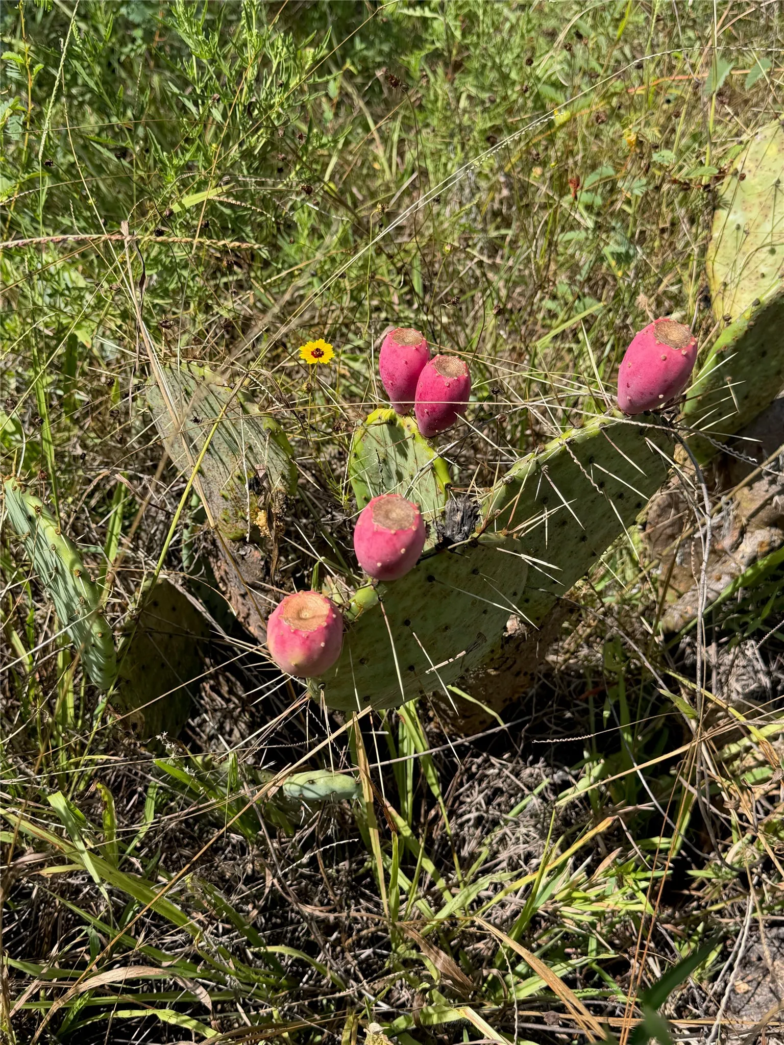 Cactus