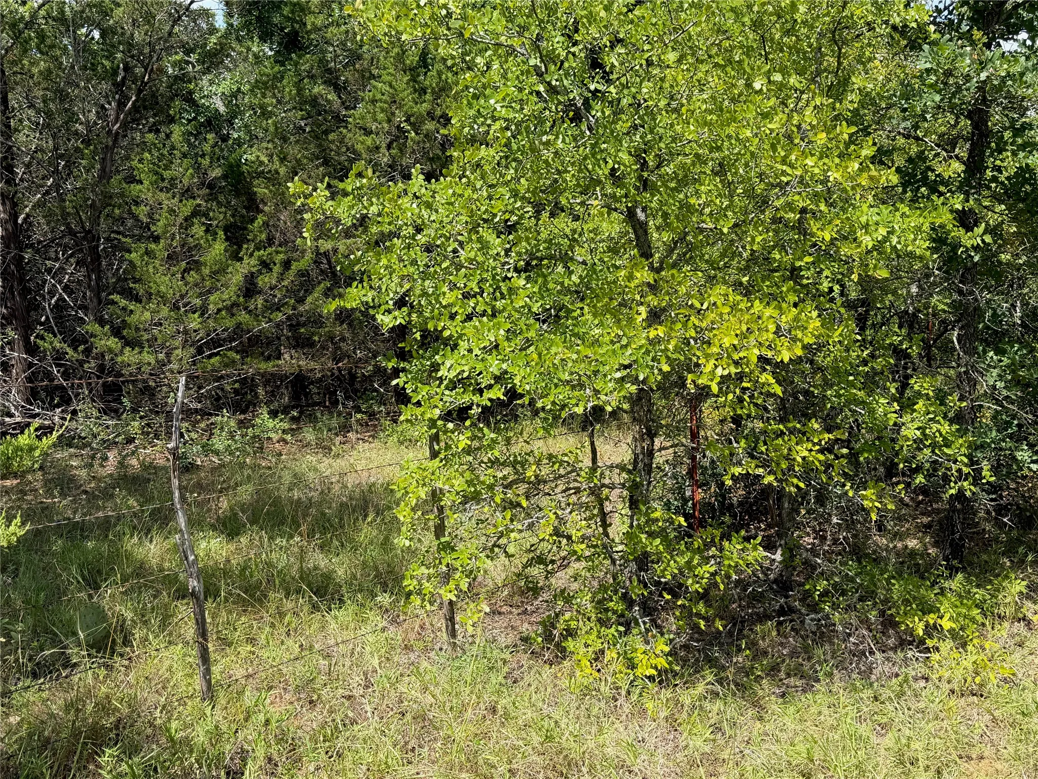 Trees