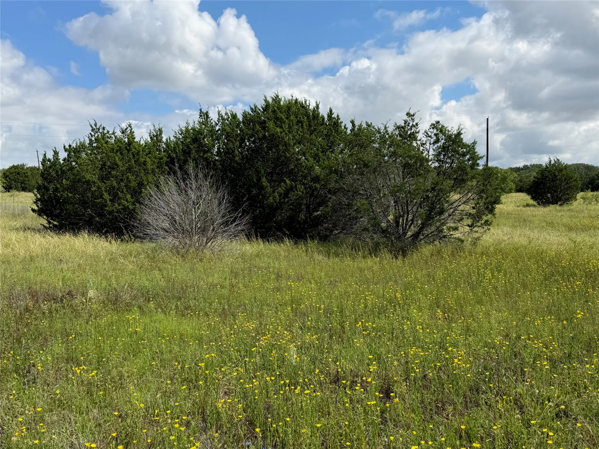 Expansive green acreage with mature trees and native flora under a bright, cloudy sky