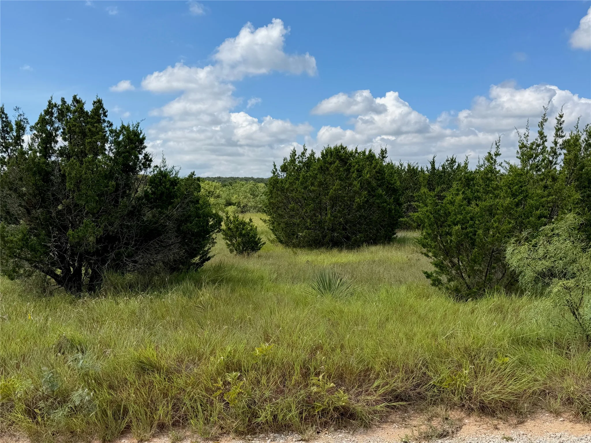 Expansive land parcel featuring natural grasses and dense shrubbery