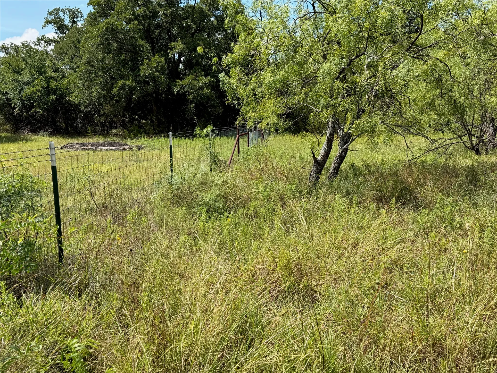 Expansive grassy field with mature tree coverage and a wire fence line