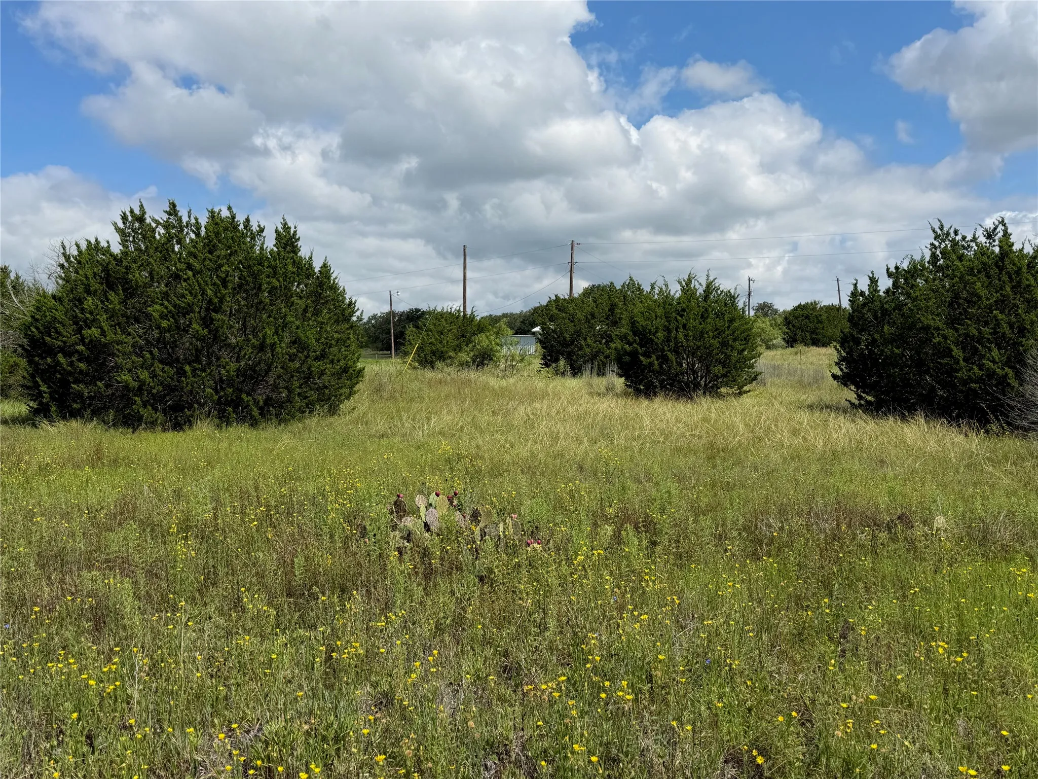 Expansive natural landscape featuring scattered mature shrubs, diverse ground cover, and occasional yellow wildflowers