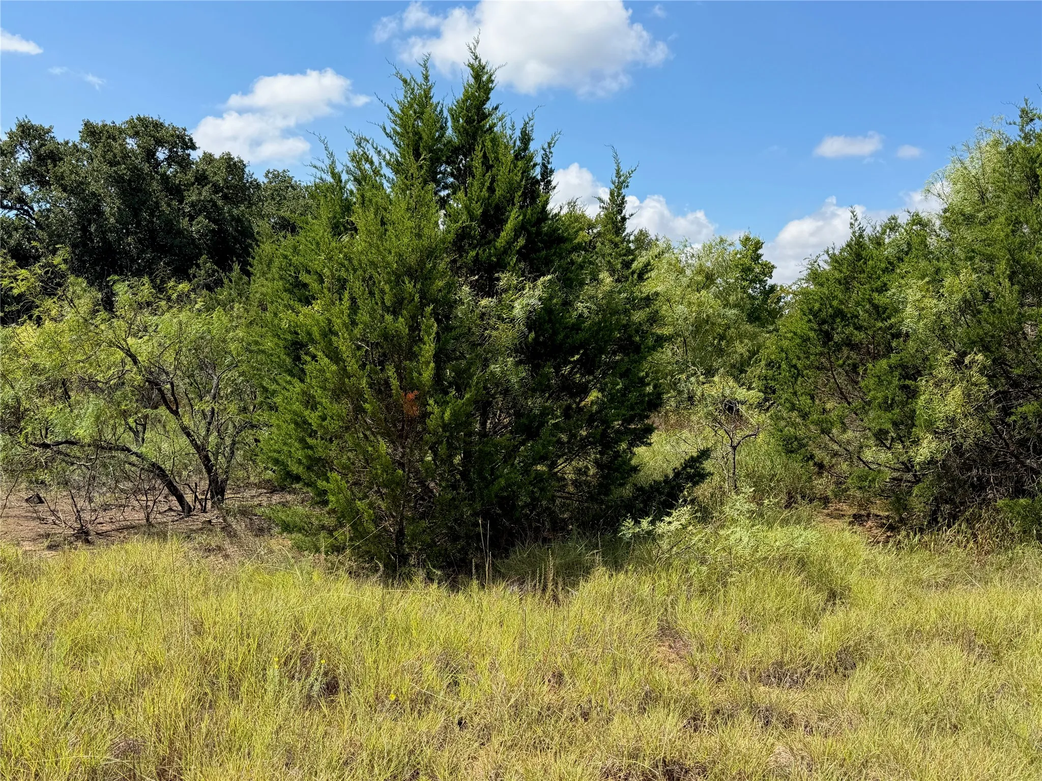 Expansive natural landscape with varied mature trees and native grasses under a clear sky