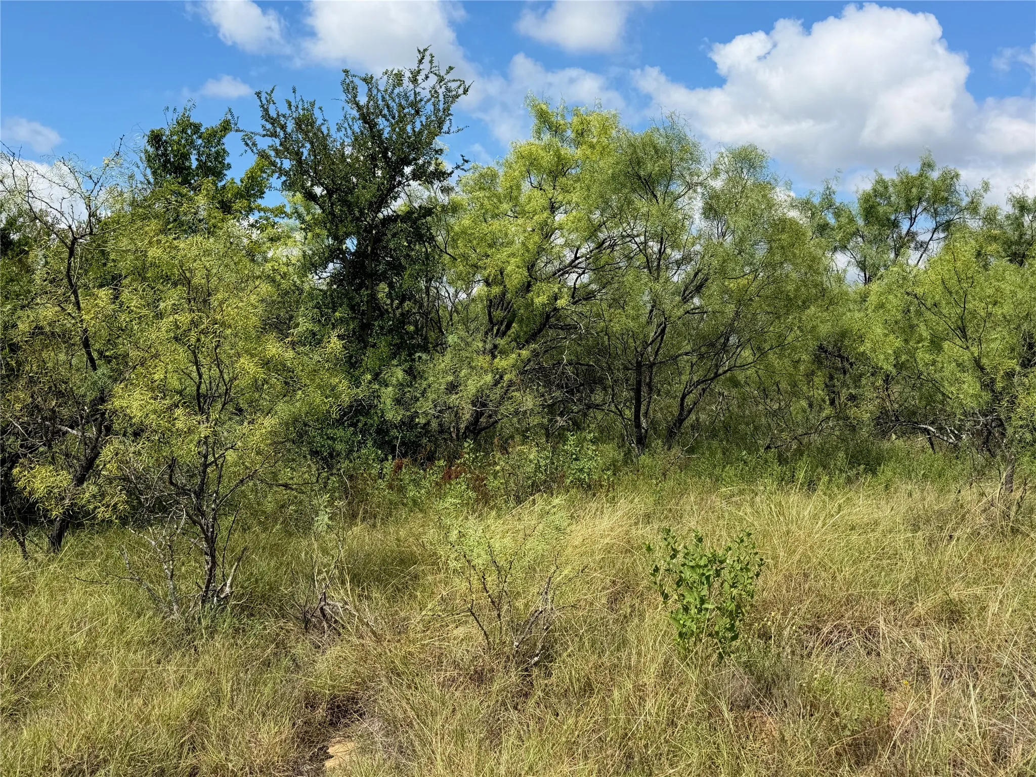 Expansive natural landscape featuring varied green foliage, mature trees, and natural grasses under a blue sky with clouds