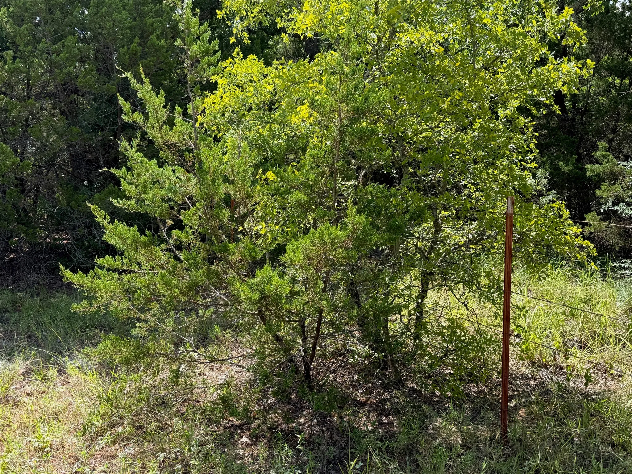 Wooded lot with mature trees and natural vegetation