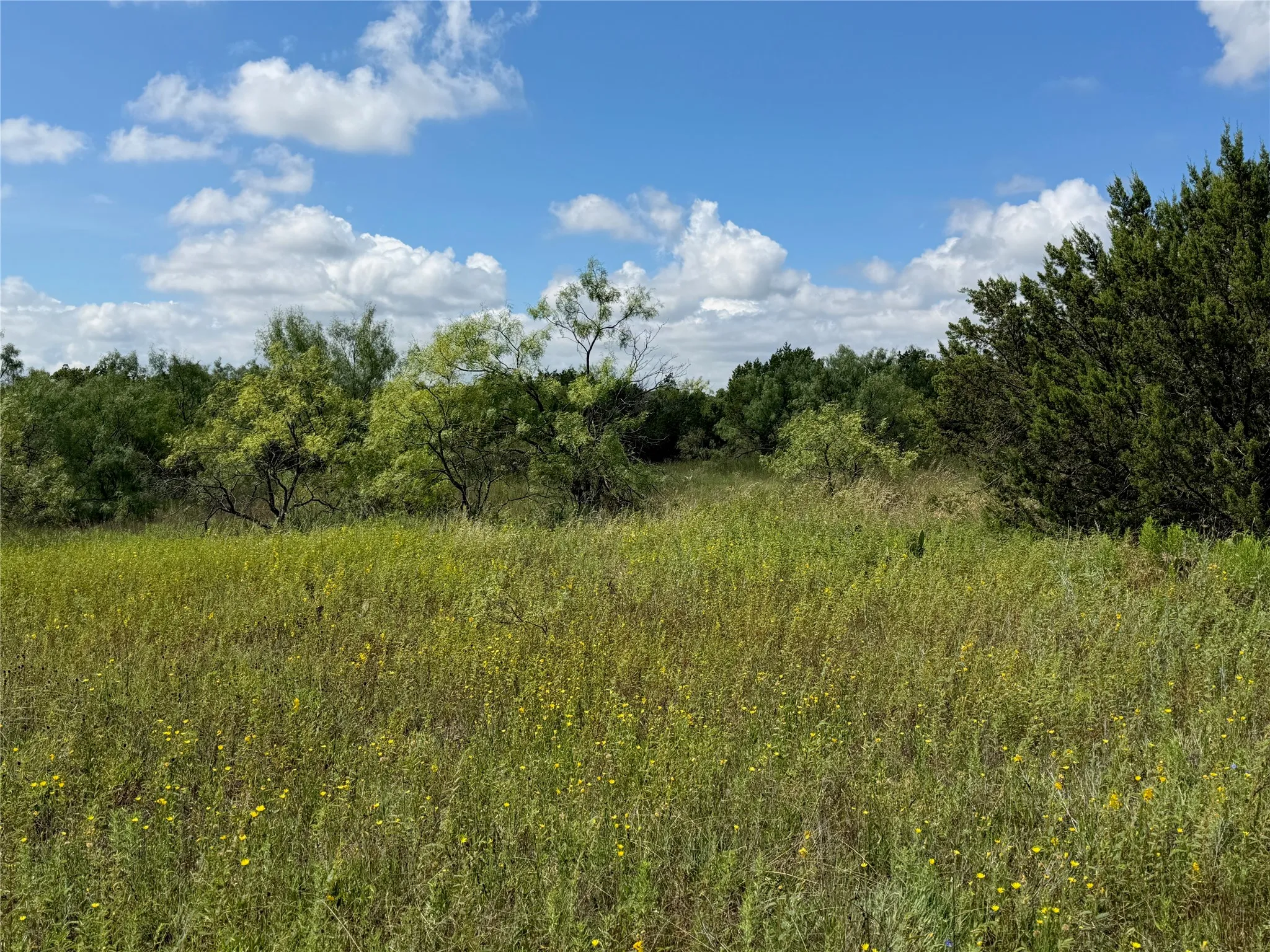 Expansive property featuring natural vegetation, mature trees, and a field of wildflowers under a bright sky