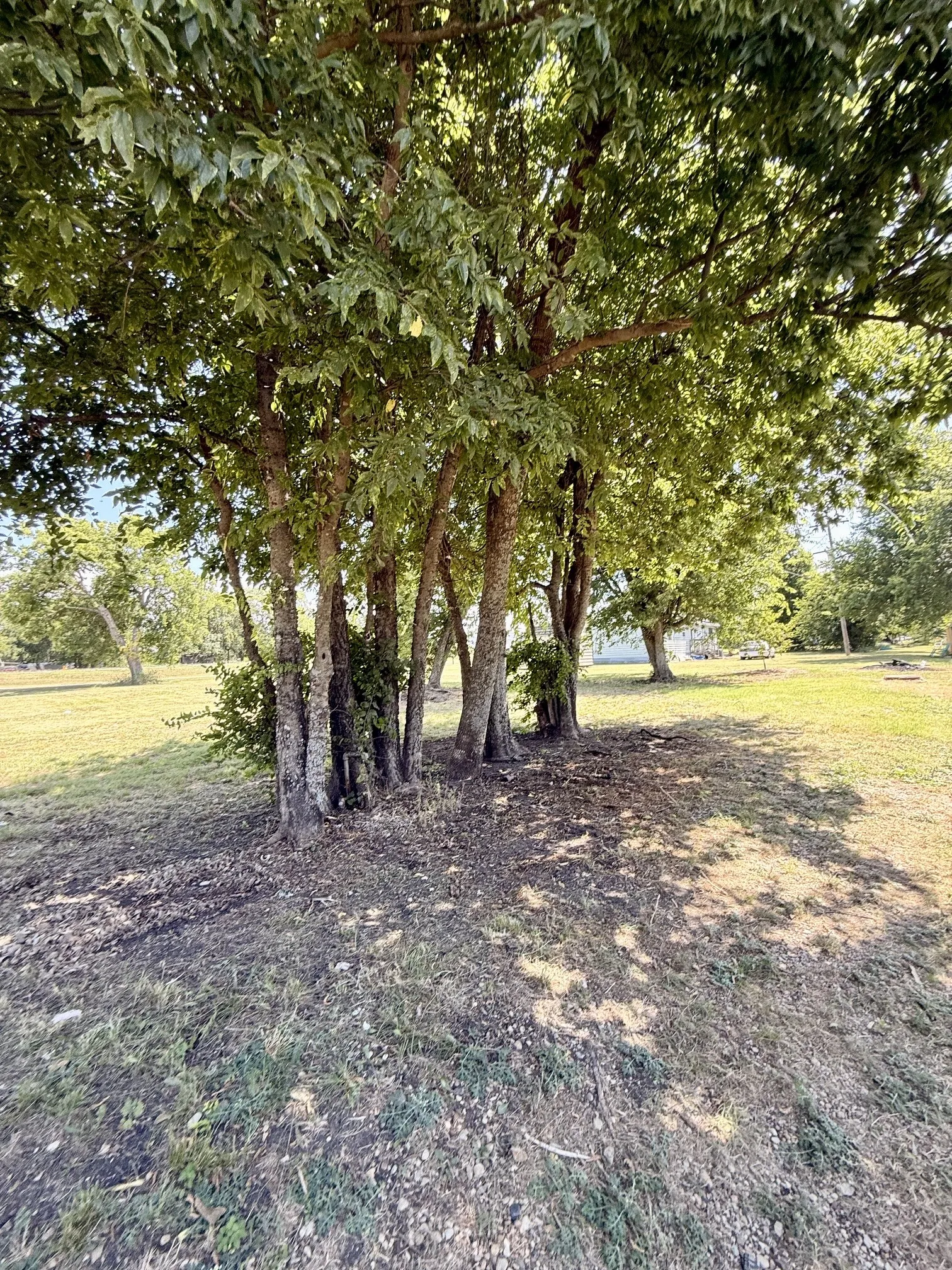 Mature trees providing natural shade over a partially grassed area