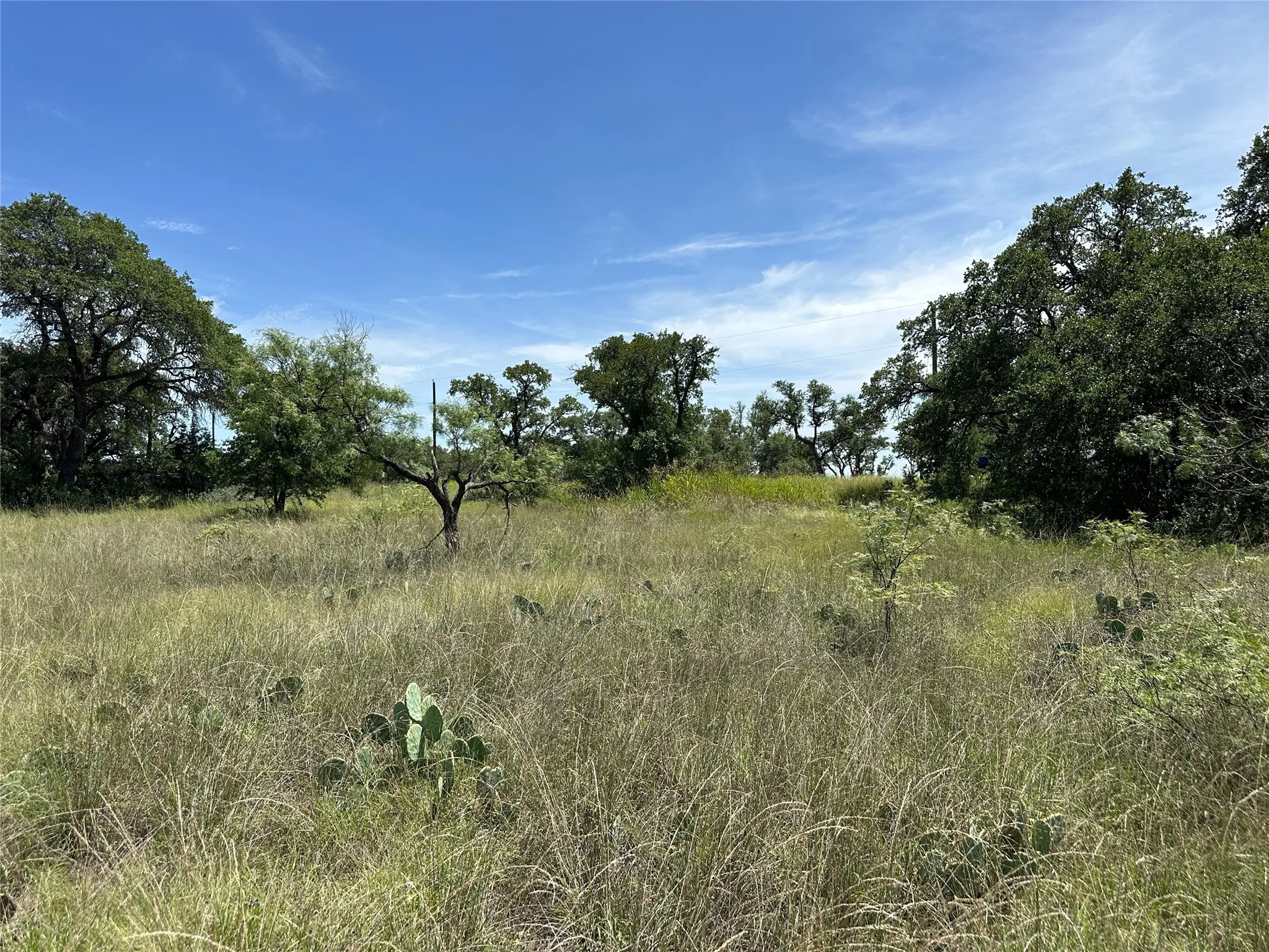 Expansive land parcel featuring natural grasses, mature trees, and native cactus