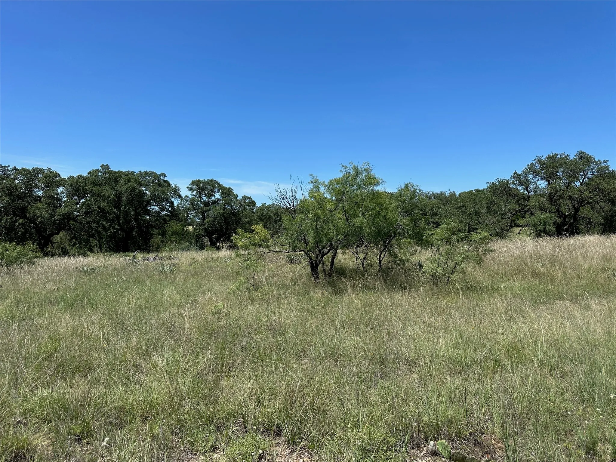 Expansive natural landscape featuring varied foliage
