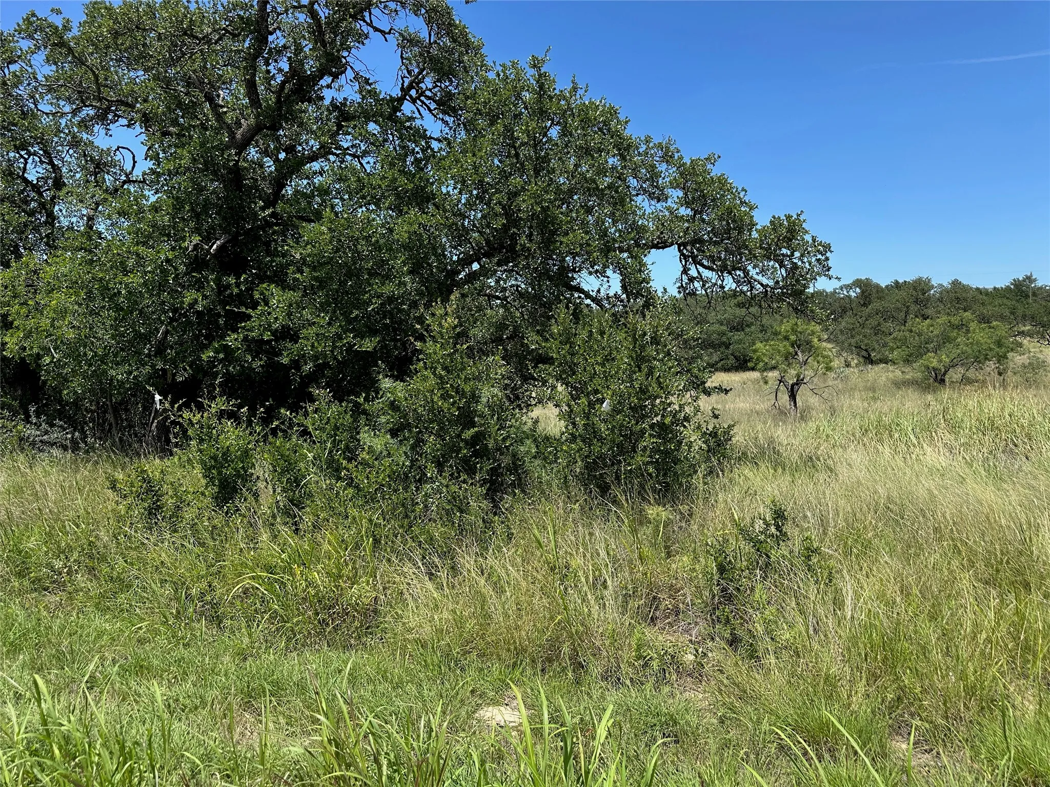 Expansive natural landscape featuring varied green foliage, mature trees, and open grassy areas under a clear sky