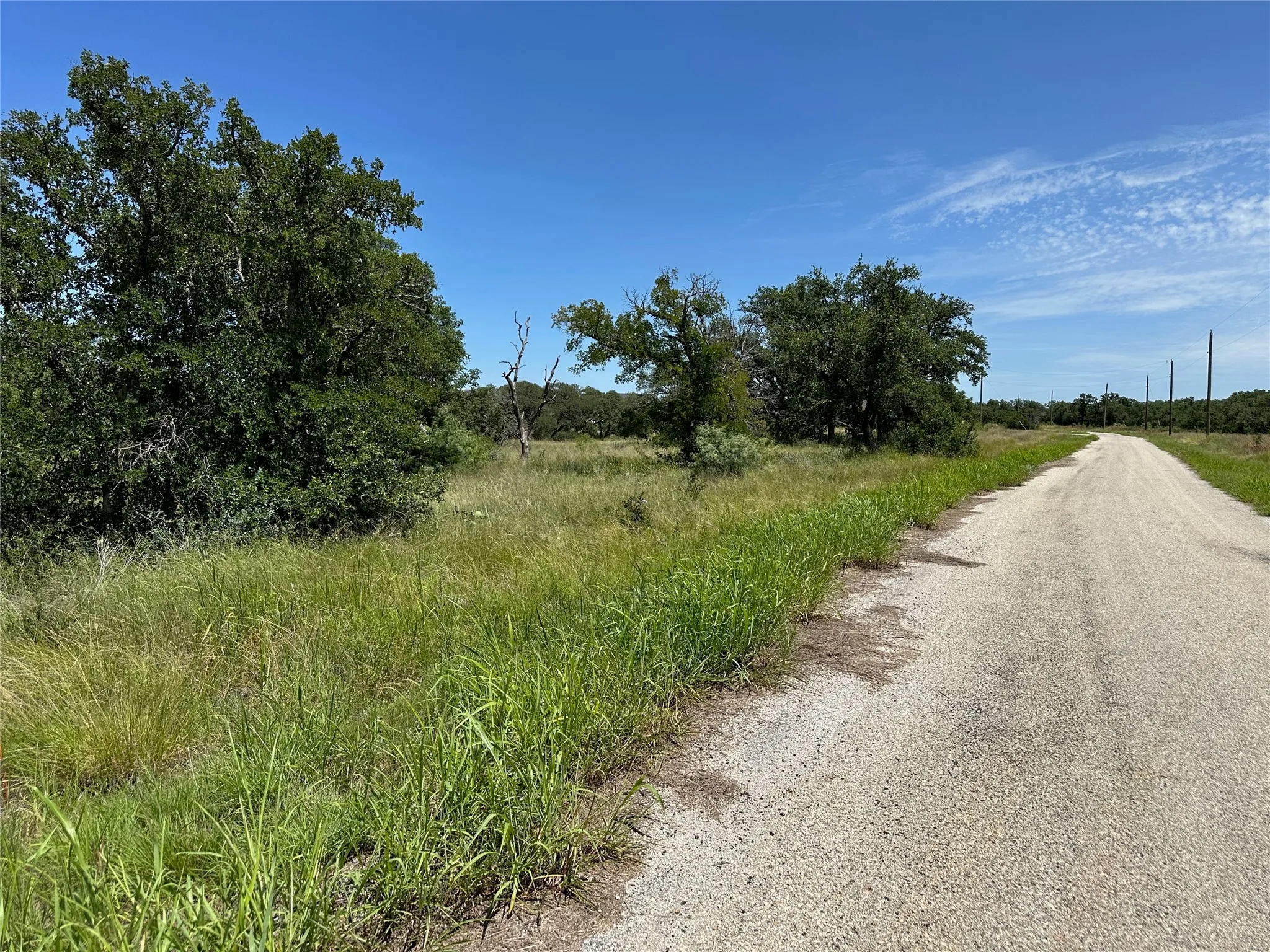 Gravel road with verdant grass borders, mature trees, and natural vegetation