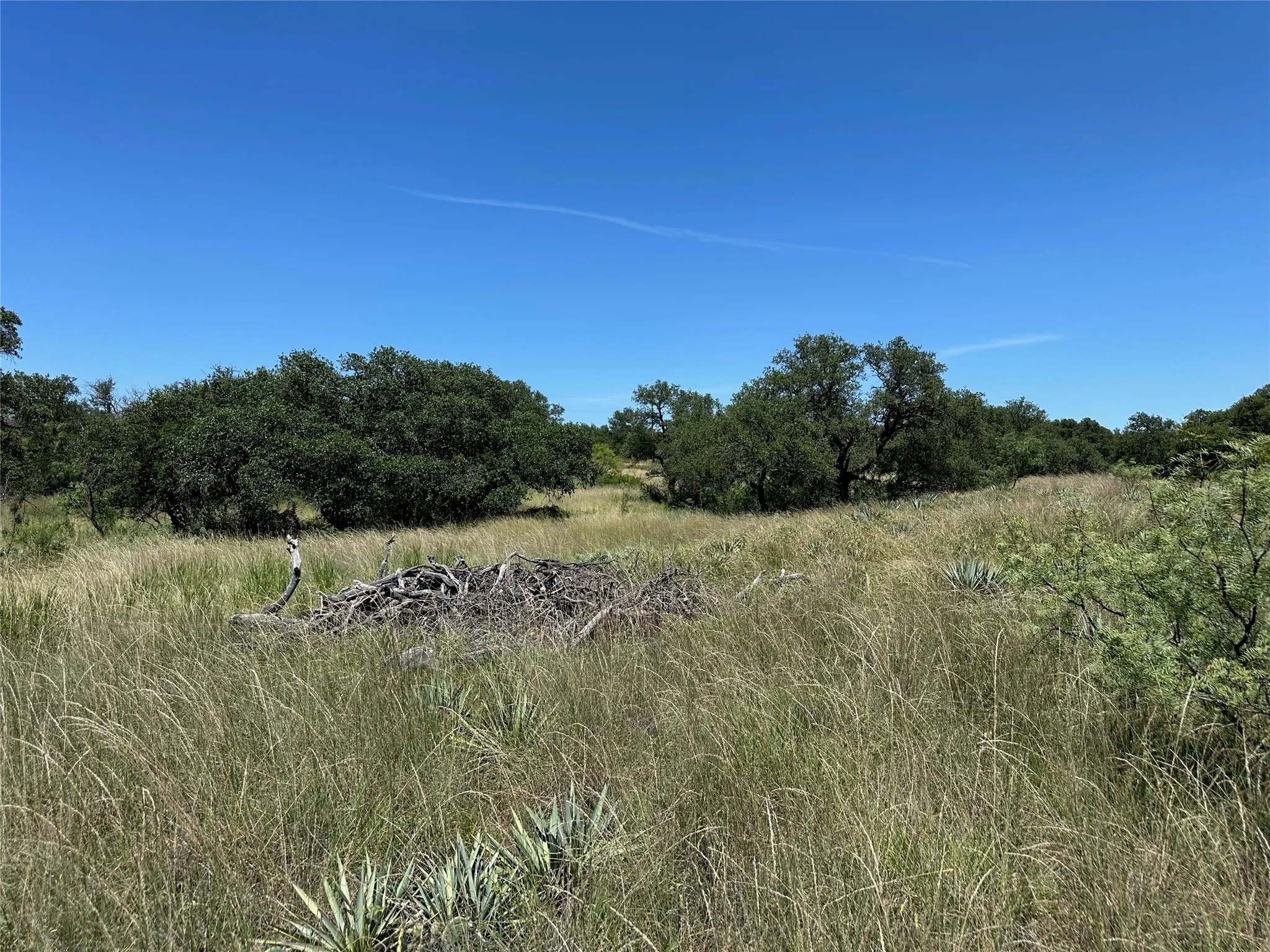 Expansive natural landscape featuring mature trees, native grasses, and a clear blue sky