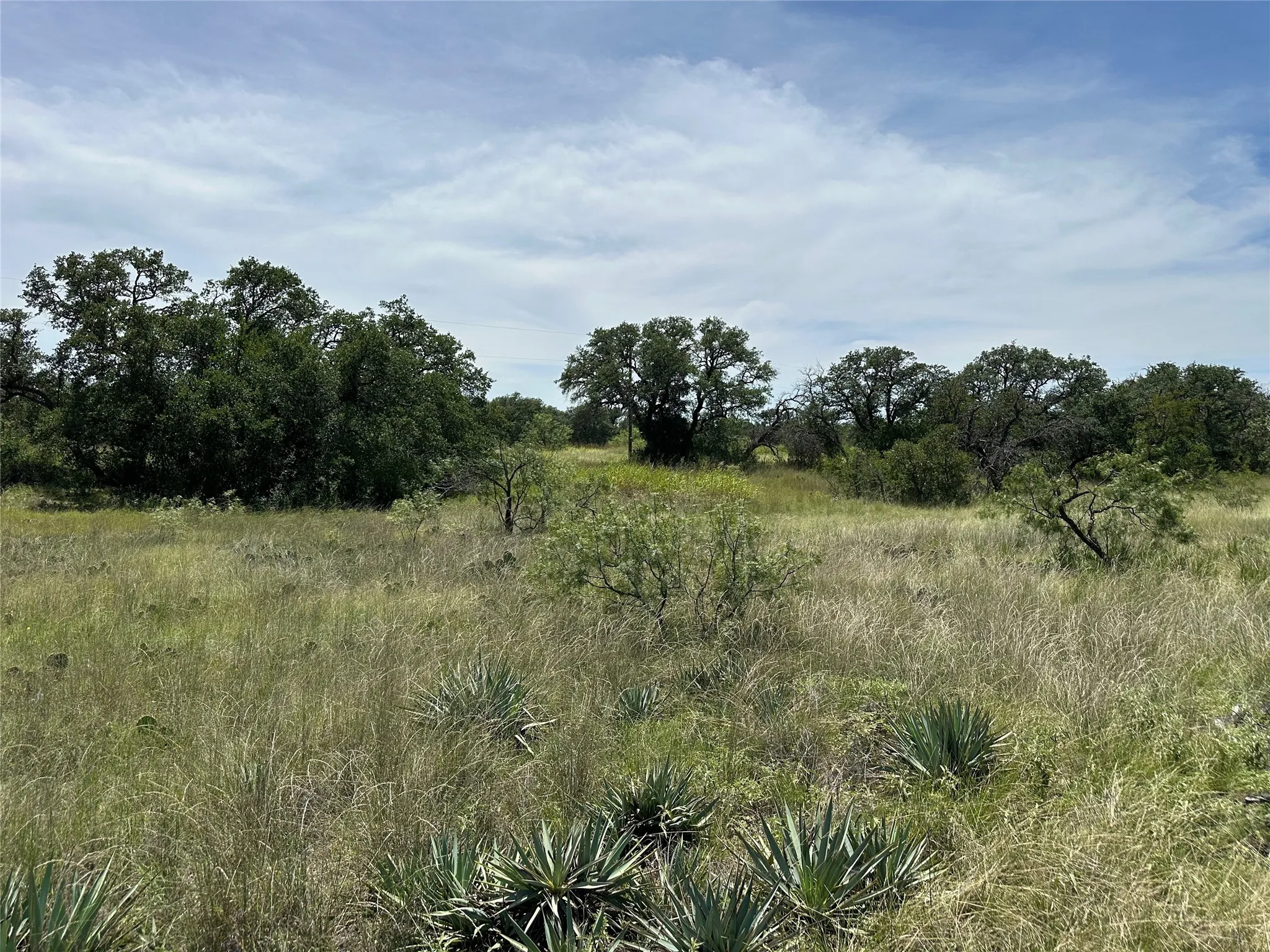 Sprawling natural landscape featuring dense foliage, mature trees, native grasses, and various succulents