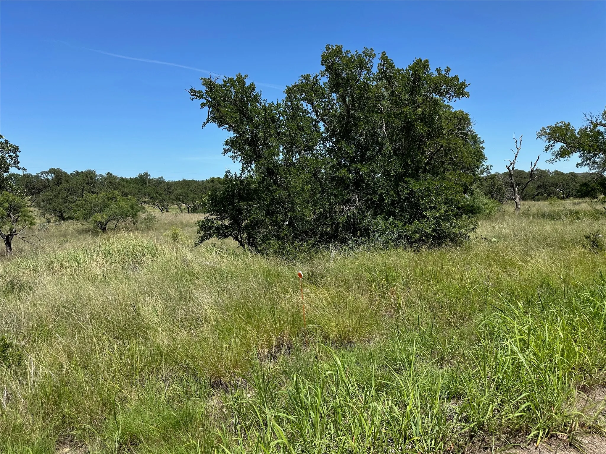 Expansive landscape featuring mature trees and varied natural vegetation under a clear sky