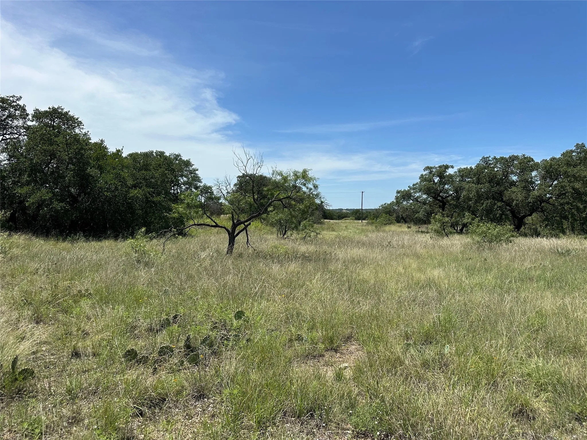 Expansive natural landscape featuring mature trees, native grasses, and a clear blue sky