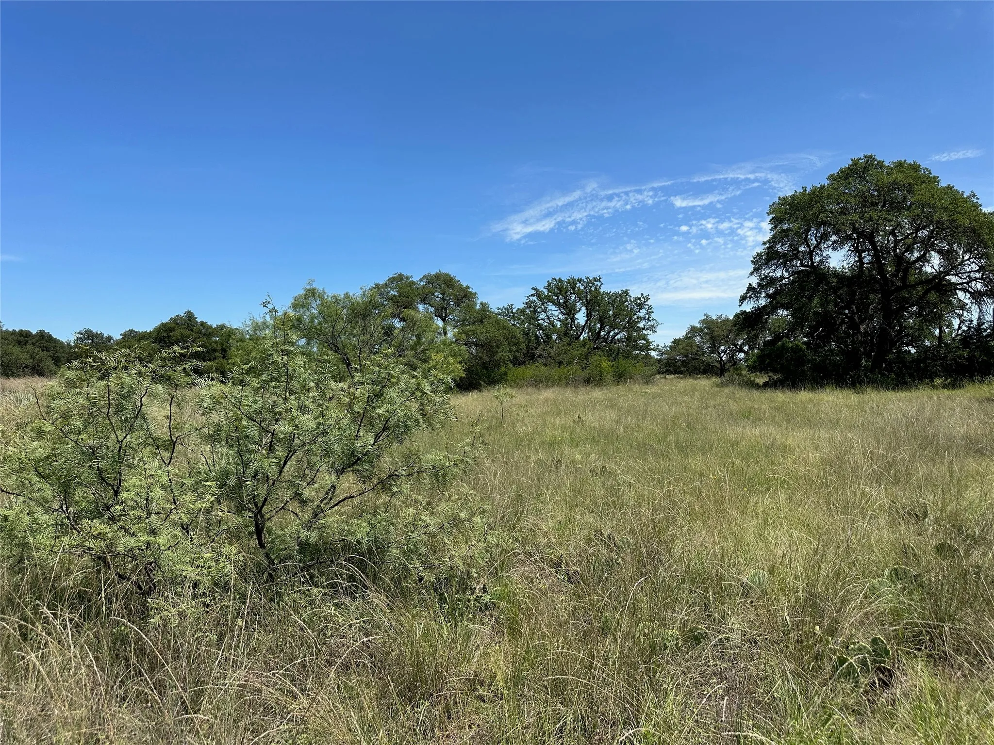 Expansive open land featuring natural grasses and mature trees