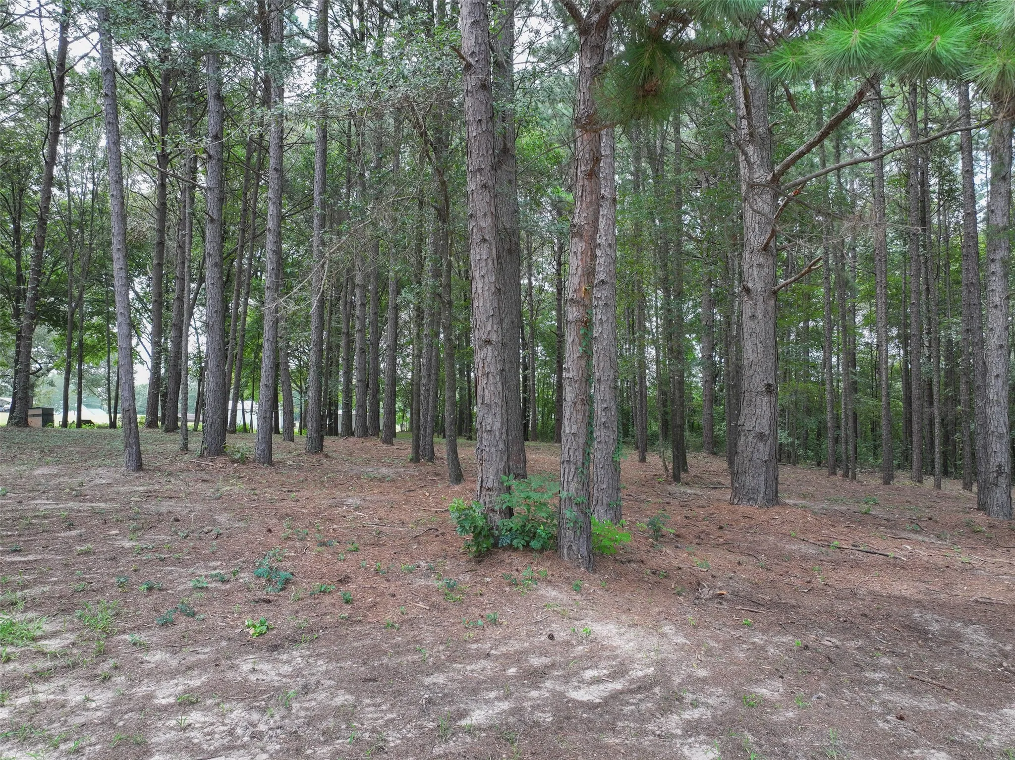 Improved Land For Sale in Bowie County , 127 S County Road 1001, New Boston, Texas 75570, 0, 0, Garage spaces, 0 Sqft, built in 0, mls#21344225, Real Estate Agent in New Boston, Homes For Sale in Bowie county, Homes For Sale in New Boston, Realtor in New Boston Texas, Real Estate Brokerage Independent Realty Texas, Luminita Cordes Realtor
