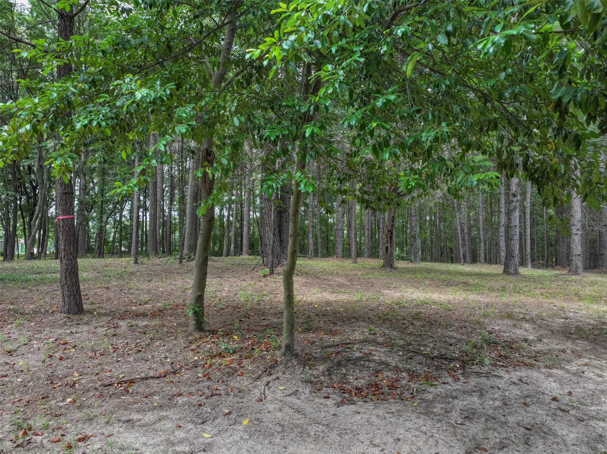 Improved Land For Sale in Bowie County , 127 S County Road 1001, New Boston, Texas 75570, 0, 0, Garage spaces, 0 Sqft, built in 0, mls#21344225, Real Estate Agent in New Boston, Homes For Sale in Bowie county, Homes For Sale in New Boston, Realtor in New Boston Texas, Real Estate Brokerage Independent Realty Texas, Luminita Cordes Realtor
