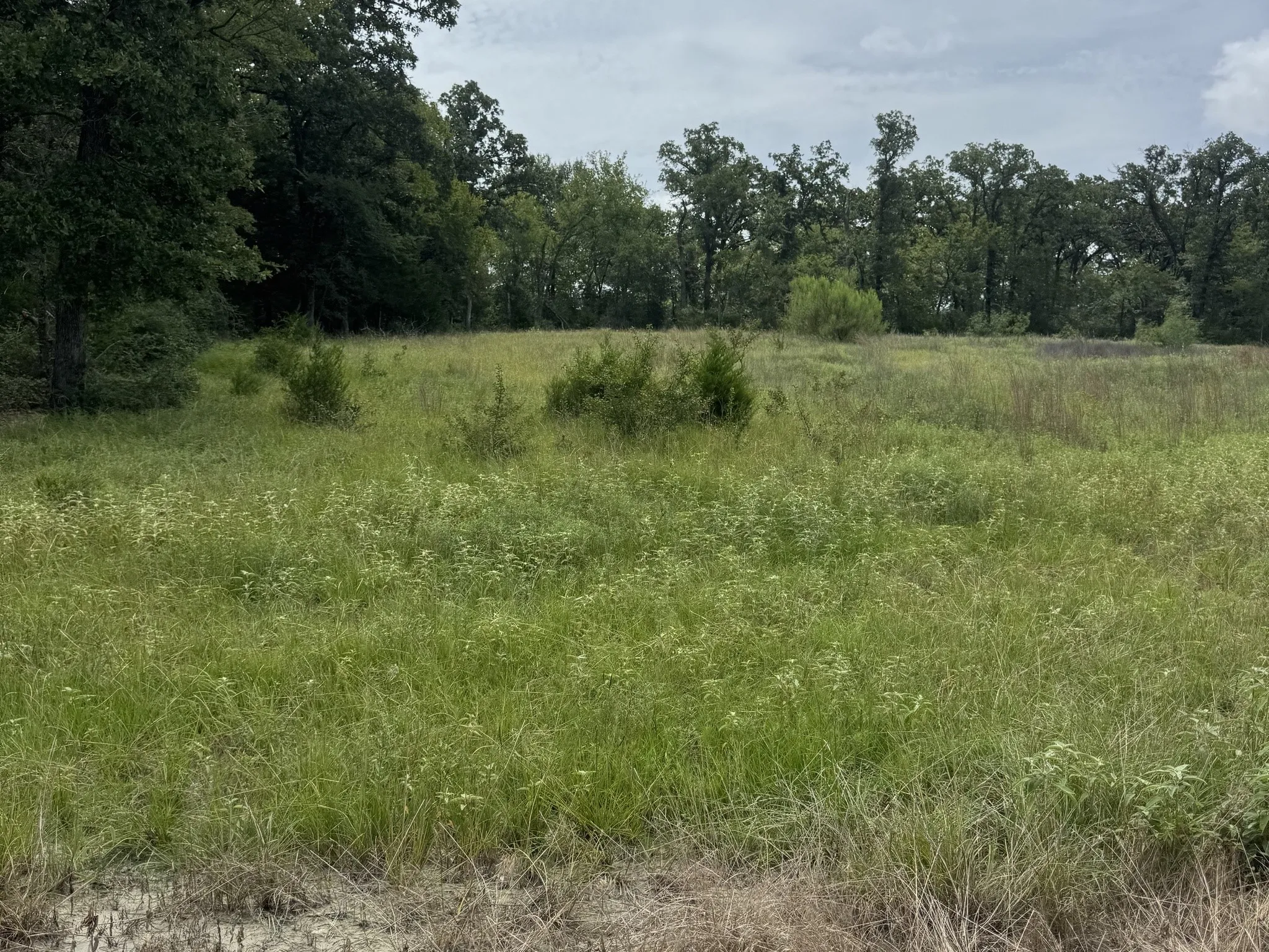 Unimproved Land For Sale in Freestone County , TBD Tract 37 FM 1451 Tract 37, Teague, Texas 75860, 0, 0, Garage spaces, 0 Sqft, built in 0, mls#21344127, Real Estate Agent in Teague, Homes For Sale in Freestone county, Homes For Sale in Teague, Realtor in Teague Texas, Real Estate Brokerage Independent Realty Texas, Luminita Cordes Realtor