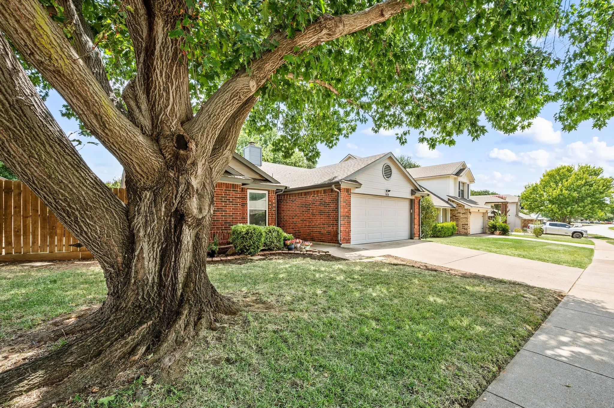 Mature tree with a substantial trunk and expansive canopy