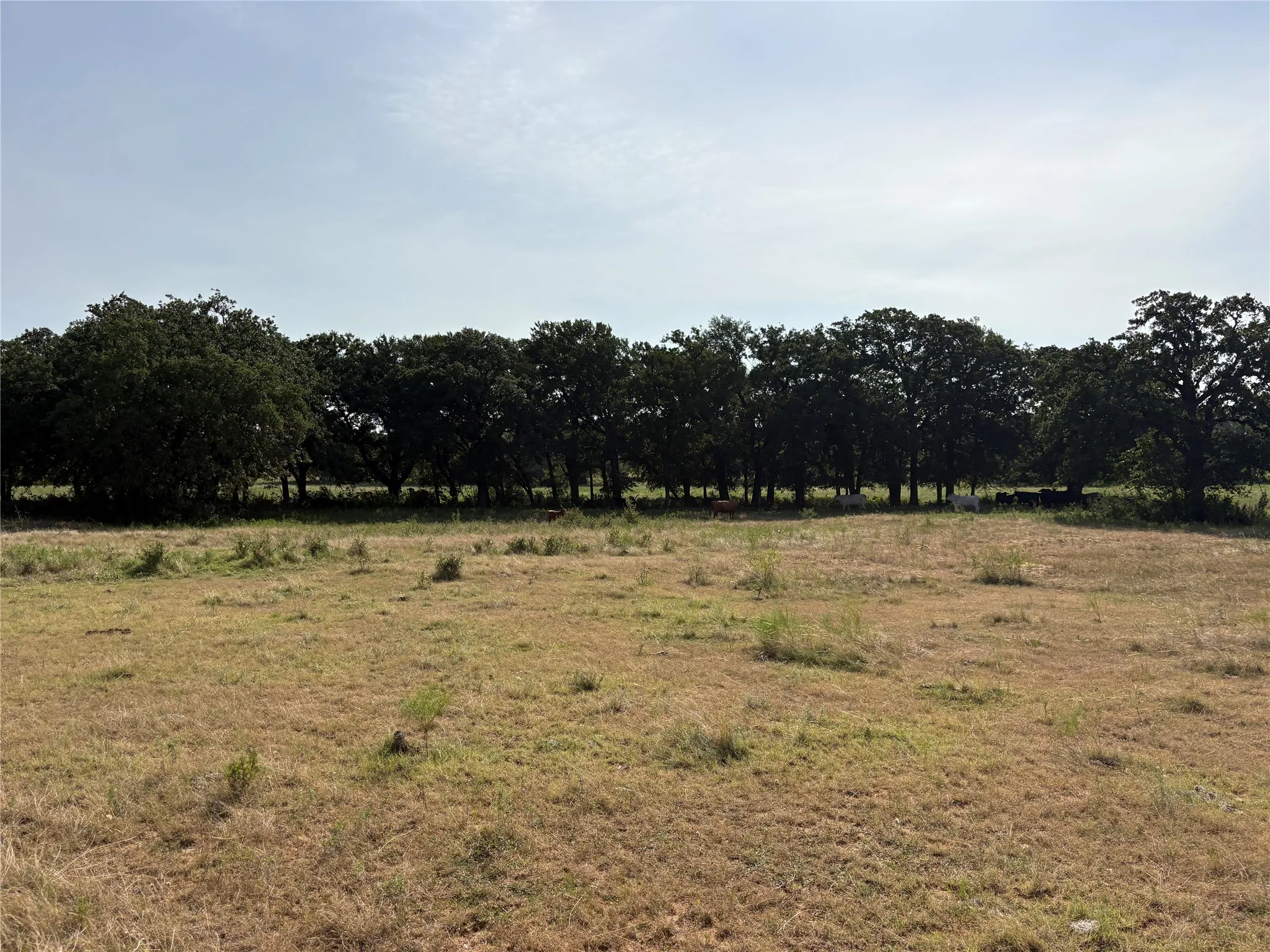 Unimproved Land For Sale in Bosque County , TBD Highway 6, Hico, Texas 76457, 0, 0, Garage spaces, 0 Sqft, built in 0, Price $600,000, mls#21344525, Real Estate Agent in Hico, Homes For Sale in Bosque county, Homes For Sale in Hico, Realtor in Hico Texas, Real Estate Brokerage Independent Realty Texas, Luminita Cordes Realtor