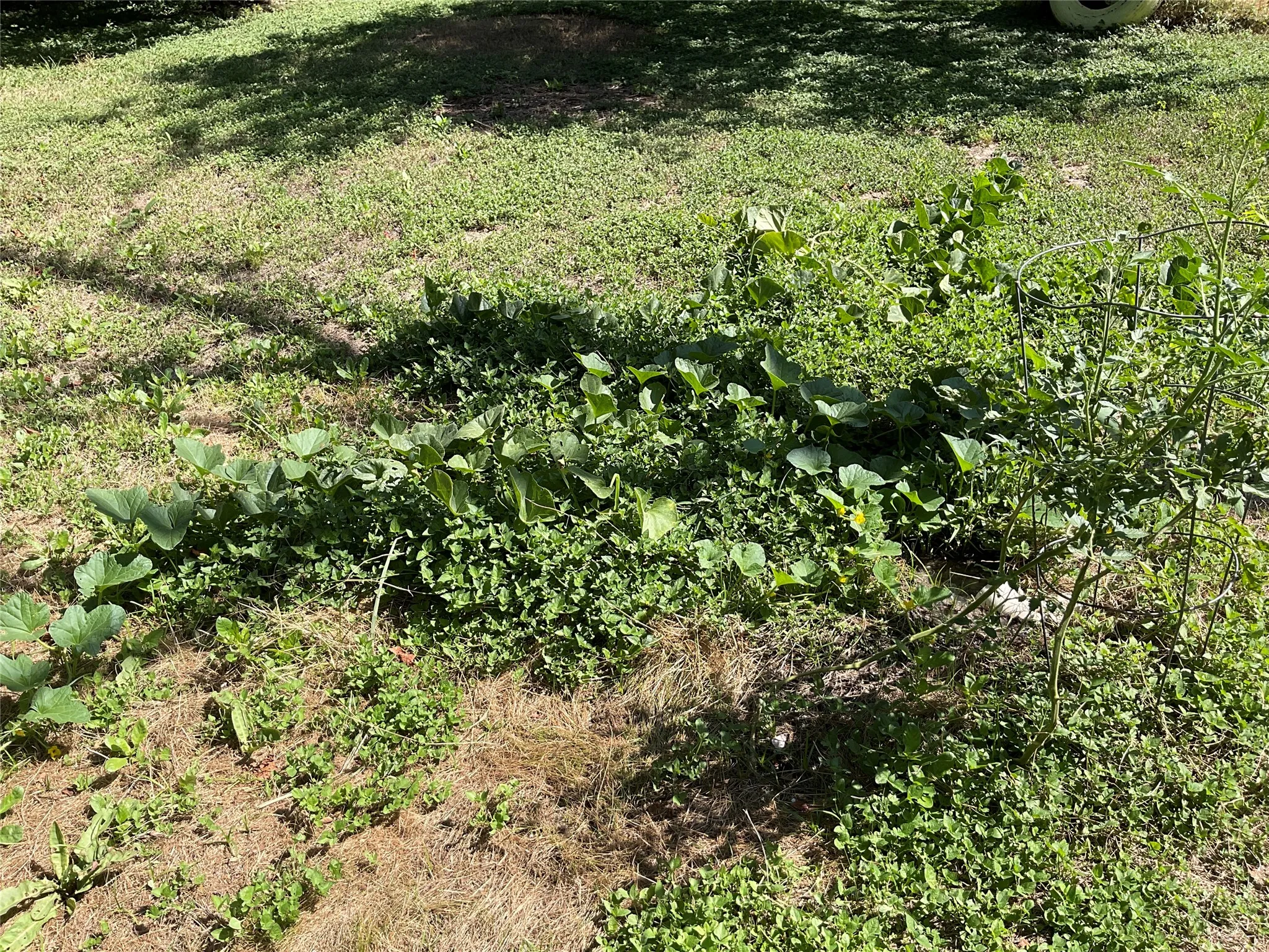 Garden area