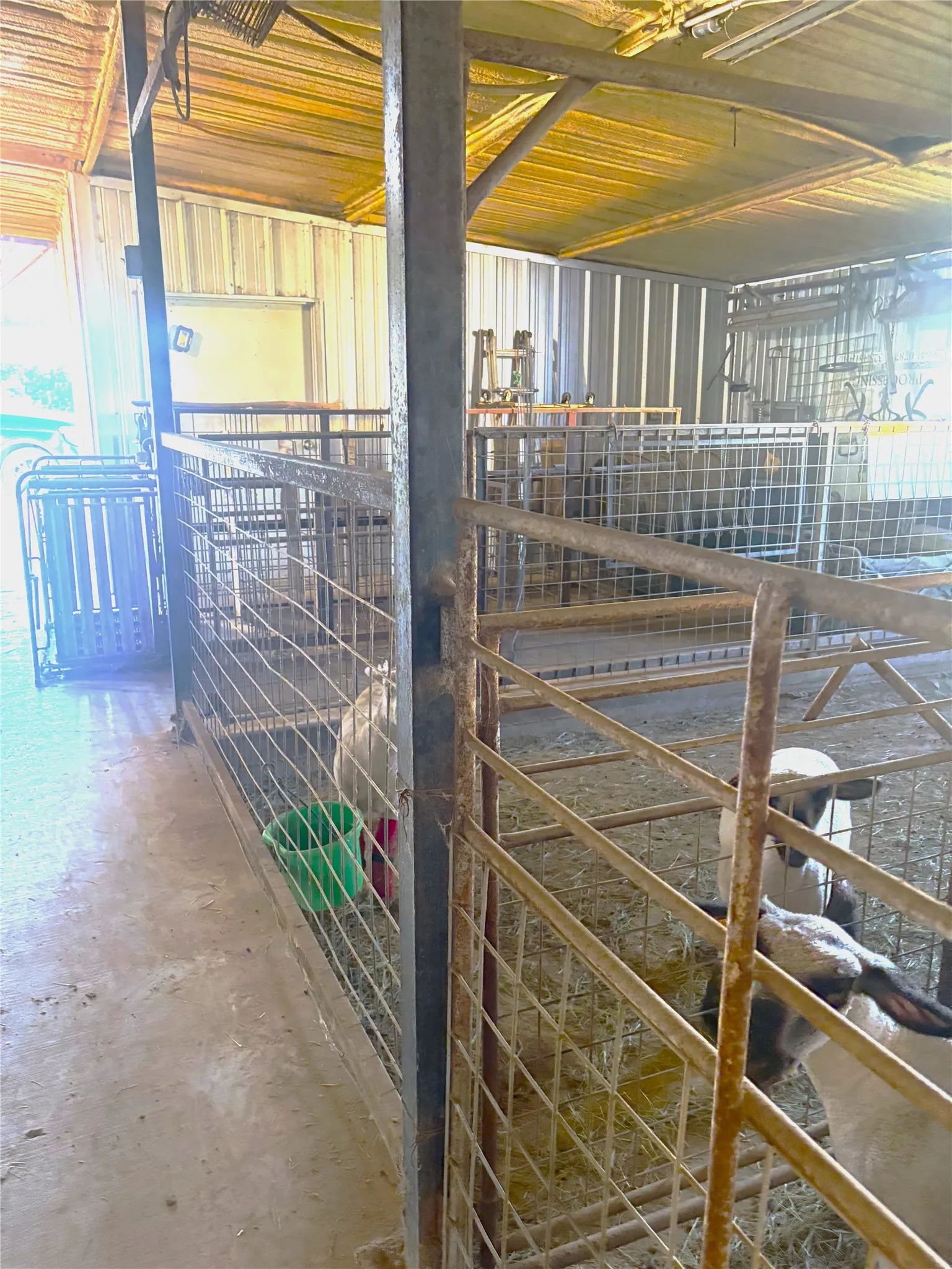 GREAT SHOW LAMB PENS WITH WASH ROOM
