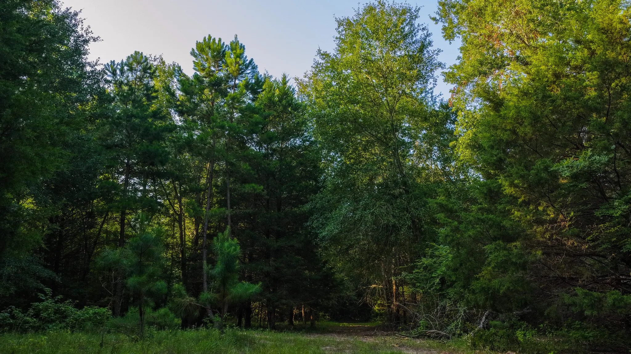 Ranch For Sale in Van Zandt County , 0000 VZ County Road 4912, Ben Wheeler, Texas 75754, 0, 0, Garage spaces, 0 Sqft, built in 0, Price $1,550,000, mls#21344972, Real Estate Agent in Ben Wheeler, Homes For Sale in Van Zandt county, Homes For Sale in Ben Wheeler, Realtor in Ben Wheeler Texas, Real Estate Brokerage Independent Realty Texas, Luminita Cordes Realtor