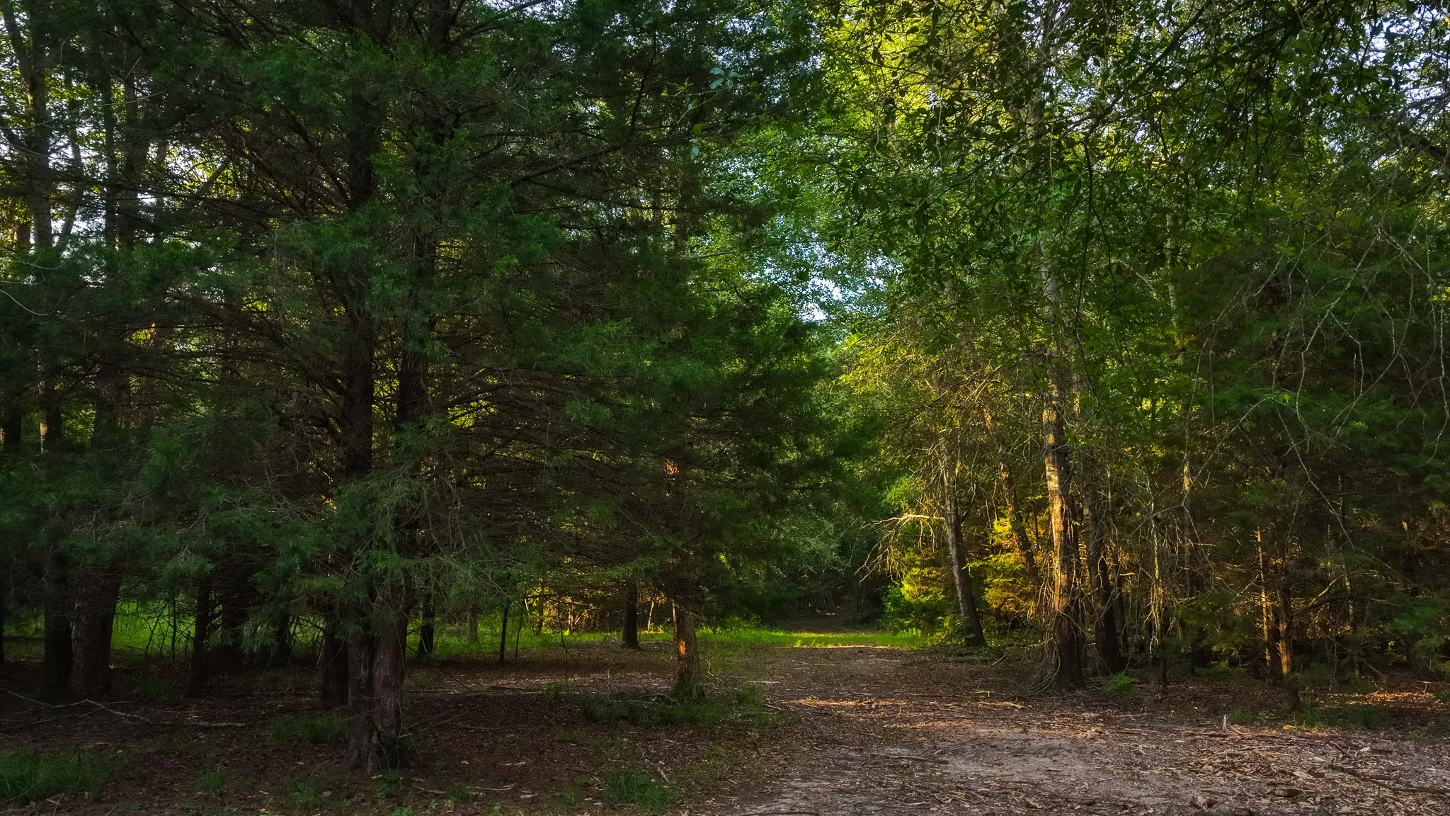 Ranch For Sale in Van Zandt County , 0000 VZ County Road 4912, Ben Wheeler, Texas 75754, 0, 0, Garage spaces, 0 Sqft, built in 0, Price $1,550,000, mls#21344972, Real Estate Agent in Ben Wheeler, Homes For Sale in Van Zandt county, Homes For Sale in Ben Wheeler, Realtor in Ben Wheeler Texas, Real Estate Brokerage Independent Realty Texas, Luminita Cordes Realtor