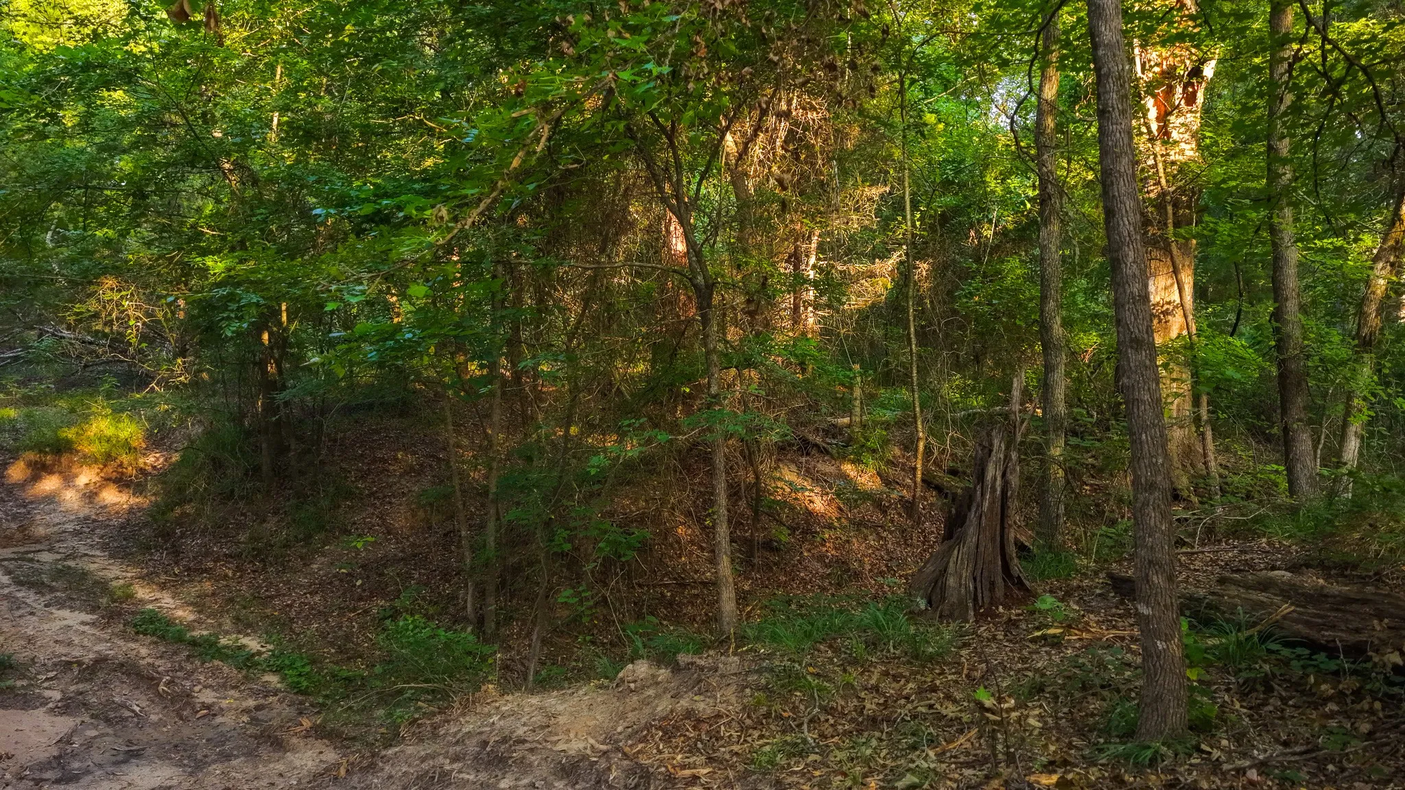 Ranch For Sale in Van Zandt County , 0000 VZ County Road 4912, Ben Wheeler, Texas 75754, 0, 0, Garage spaces, 0 Sqft, built in 0, Price $1,550,000, mls#21344972, Real Estate Agent in Ben Wheeler, Homes For Sale in Van Zandt county, Homes For Sale in Ben Wheeler, Realtor in Ben Wheeler Texas, Real Estate Brokerage Independent Realty Texas, Luminita Cordes Realtor