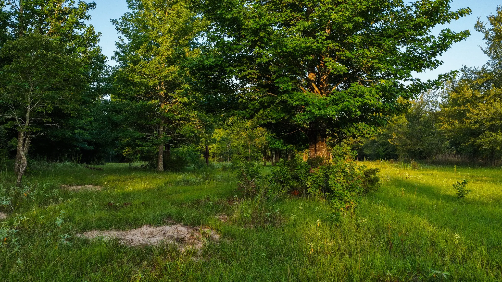 Ranch For Sale in Van Zandt County , 0000 VZ County Road 4912, Ben Wheeler, Texas 75754, 0, 0, Garage spaces, 0 Sqft, built in 0, Price $1,550,000, mls#21344972, Real Estate Agent in Ben Wheeler, Homes For Sale in Van Zandt county, Homes For Sale in Ben Wheeler, Realtor in Ben Wheeler Texas, Real Estate Brokerage Independent Realty Texas, Luminita Cordes Realtor