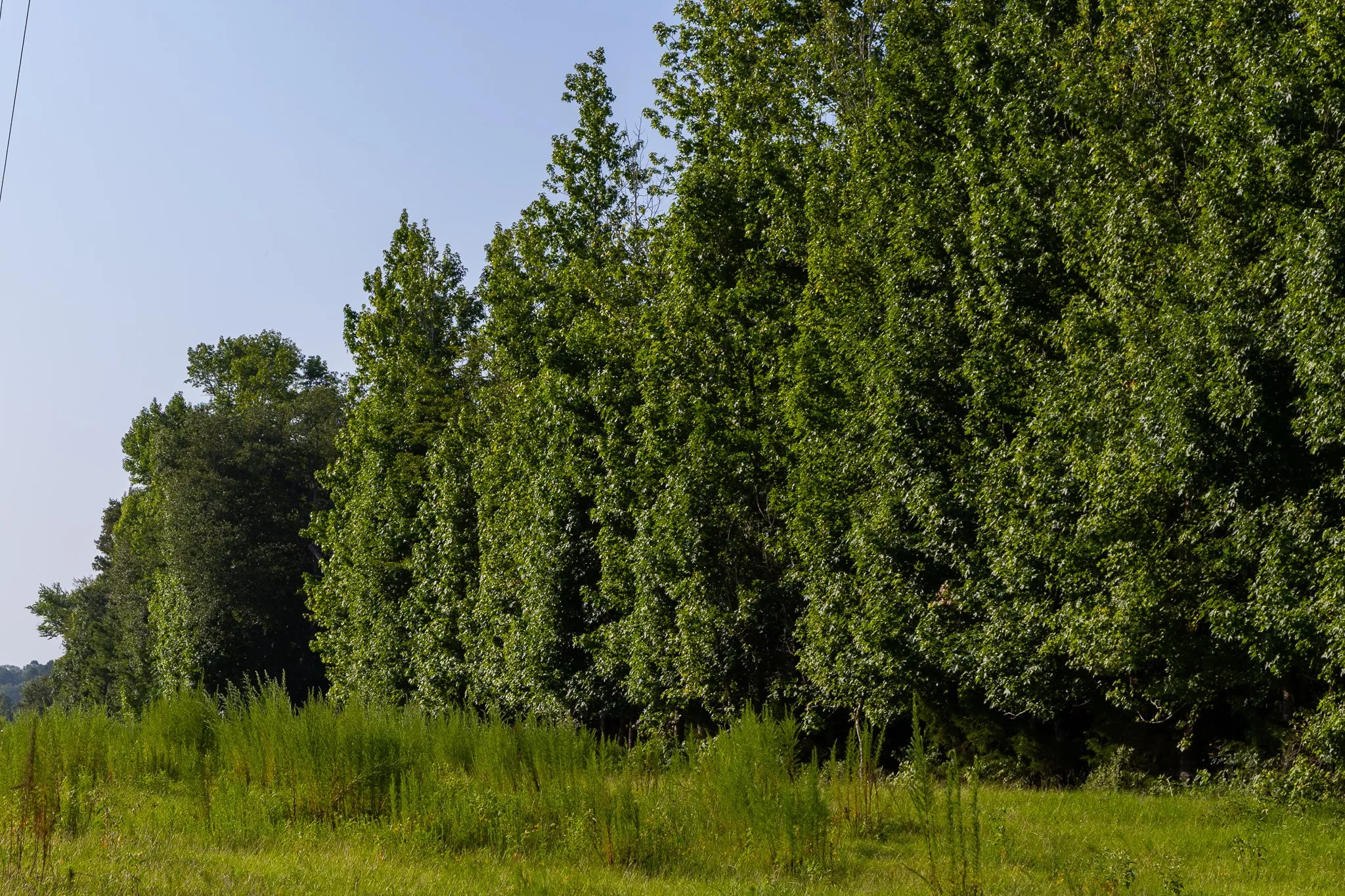 Ranch For Sale in Van Zandt County , 0000 VZ County Road 4912, Ben Wheeler, Texas 75754, 0, 0, Garage spaces, 0 Sqft, built in 0, Price $1,550,000, mls#21344972, Real Estate Agent in Ben Wheeler, Homes For Sale in Van Zandt county, Homes For Sale in Ben Wheeler, Realtor in Ben Wheeler Texas, Real Estate Brokerage Independent Realty Texas, Luminita Cordes Realtor