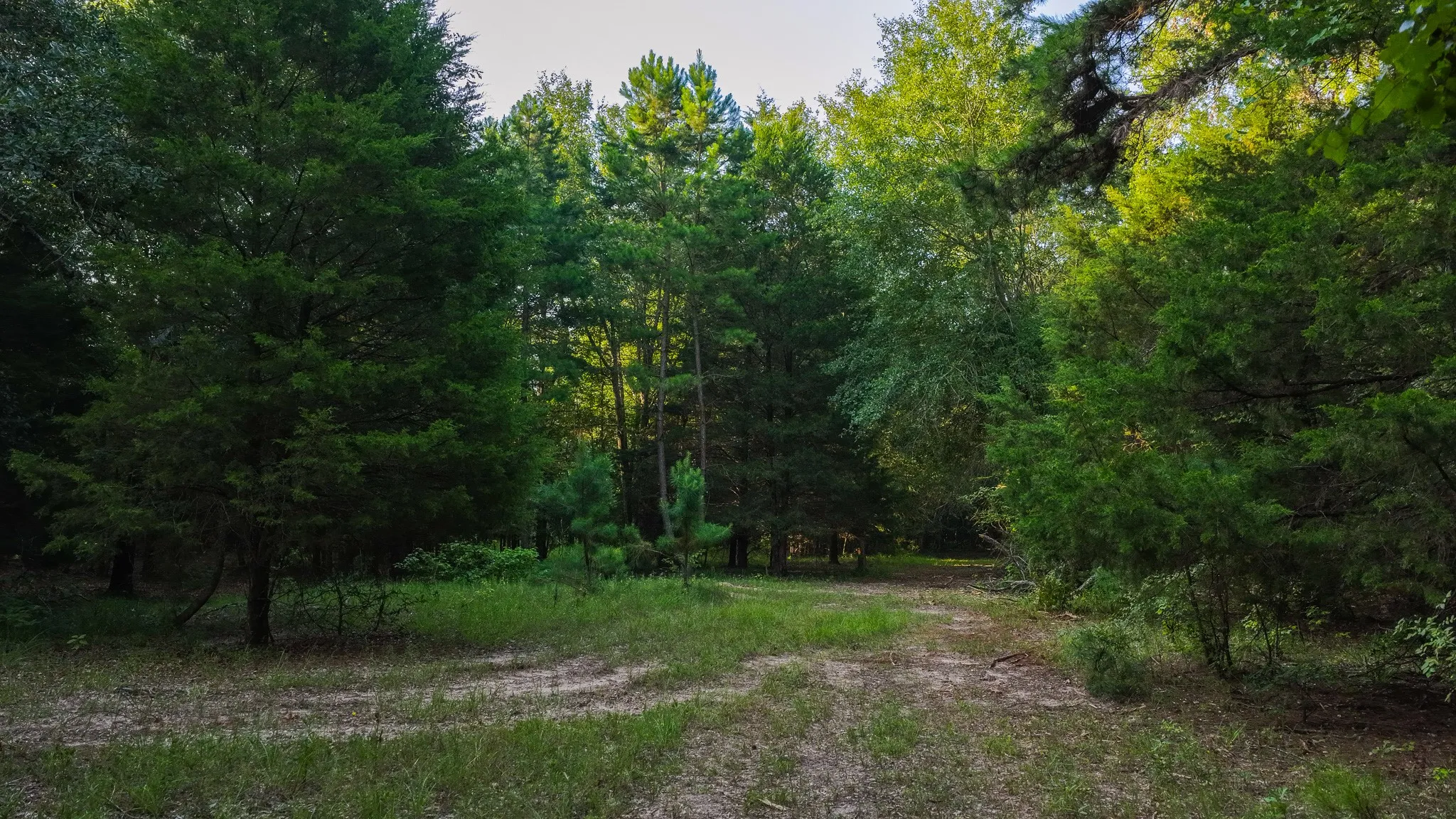 Ranch For Sale in Van Zandt County , 0000 VZ County Road 4912, Ben Wheeler, Texas 75754, 0, 0, Garage spaces, 0 Sqft, built in 0, Price $1,550,000, mls#21344972, Real Estate Agent in Ben Wheeler, Homes For Sale in Van Zandt county, Homes For Sale in Ben Wheeler, Realtor in Ben Wheeler Texas, Real Estate Brokerage Independent Realty Texas, Luminita Cordes Realtor