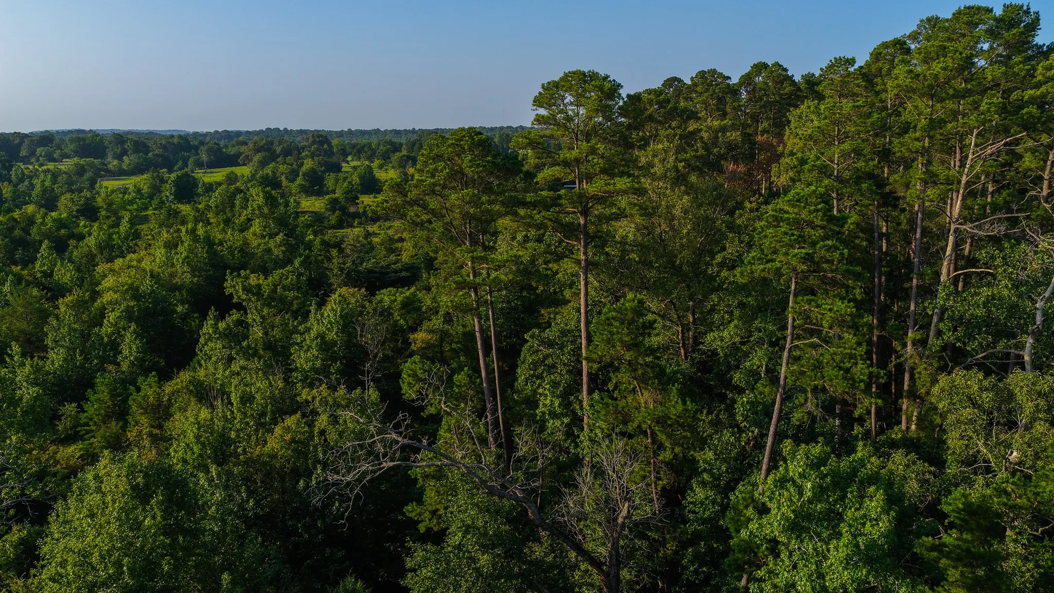 Ranch For Sale in Van Zandt County , 0000 VZ County Road 4912, Ben Wheeler, Texas 75754, 0, 0, Garage spaces, 0 Sqft, built in 0, Price $1,550,000, mls#21344972, Real Estate Agent in Ben Wheeler, Homes For Sale in Van Zandt county, Homes For Sale in Ben Wheeler, Realtor in Ben Wheeler Texas, Real Estate Brokerage Independent Realty Texas, Luminita Cordes Realtor