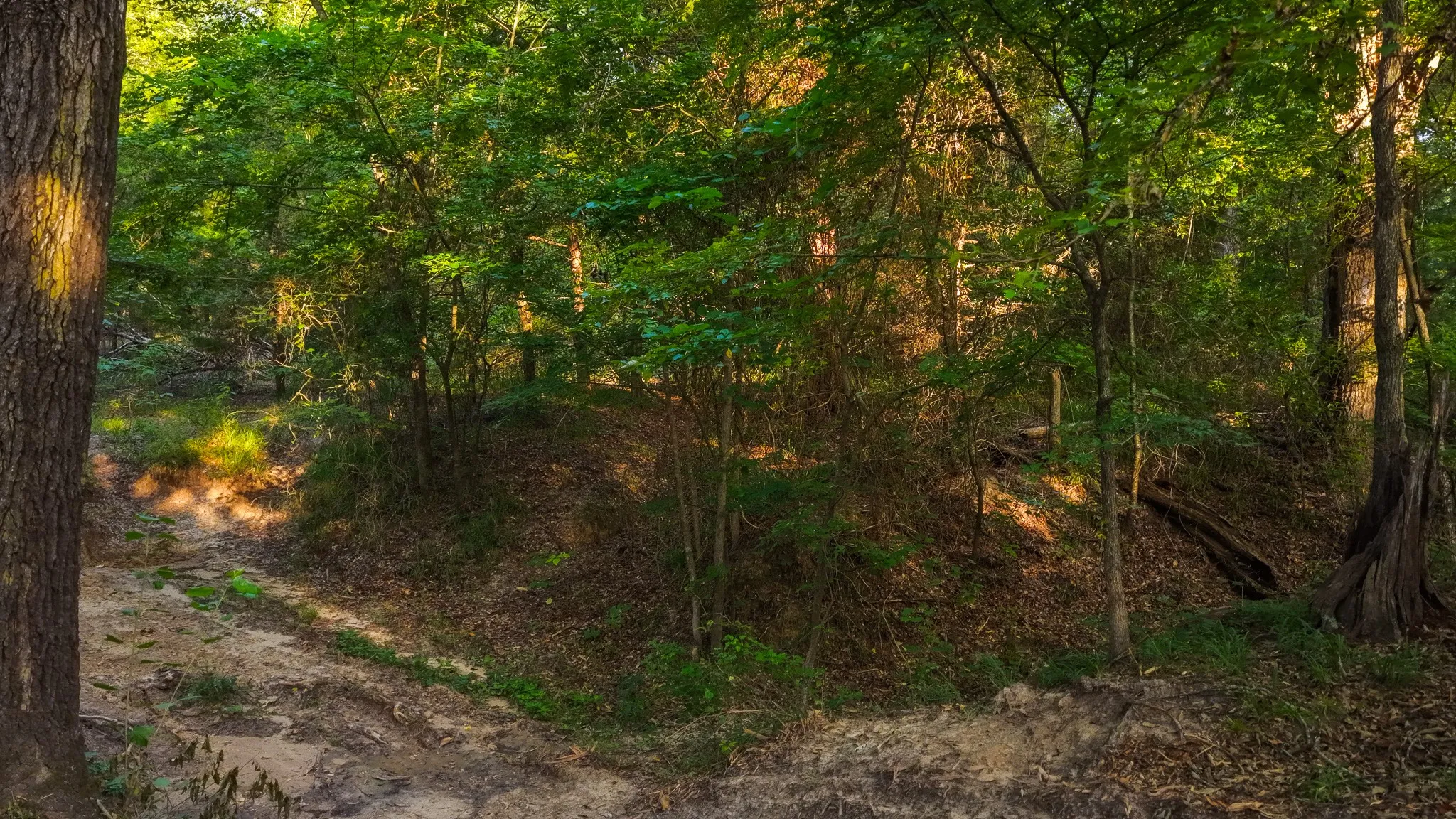 Ranch For Sale in Van Zandt County , 0000 VZ County Road 4912, Ben Wheeler, Texas 75754, 0, 0, Garage spaces, 0 Sqft, built in 0, Price $1,550,000, mls#21344972, Real Estate Agent in Ben Wheeler, Homes For Sale in Van Zandt county, Homes For Sale in Ben Wheeler, Realtor in Ben Wheeler Texas, Real Estate Brokerage Independent Realty Texas, Luminita Cordes Realtor