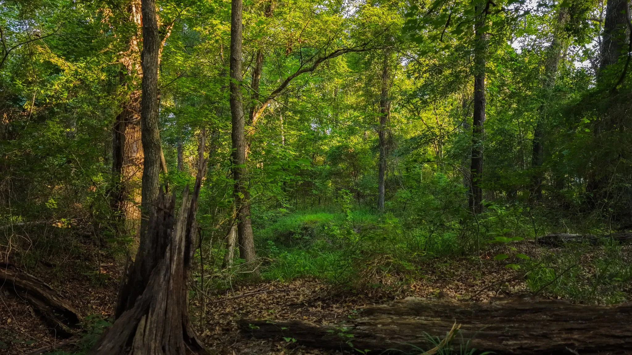 Ranch For Sale in Van Zandt County , 0000 VZ County Road 4912, Ben Wheeler, Texas 75754, 0, 0, Garage spaces, 0 Sqft, built in 0, Price $1,550,000, mls#21344972, Real Estate Agent in Ben Wheeler, Homes For Sale in Van Zandt county, Homes For Sale in Ben Wheeler, Realtor in Ben Wheeler Texas, Real Estate Brokerage Independent Realty Texas, Luminita Cordes Realtor