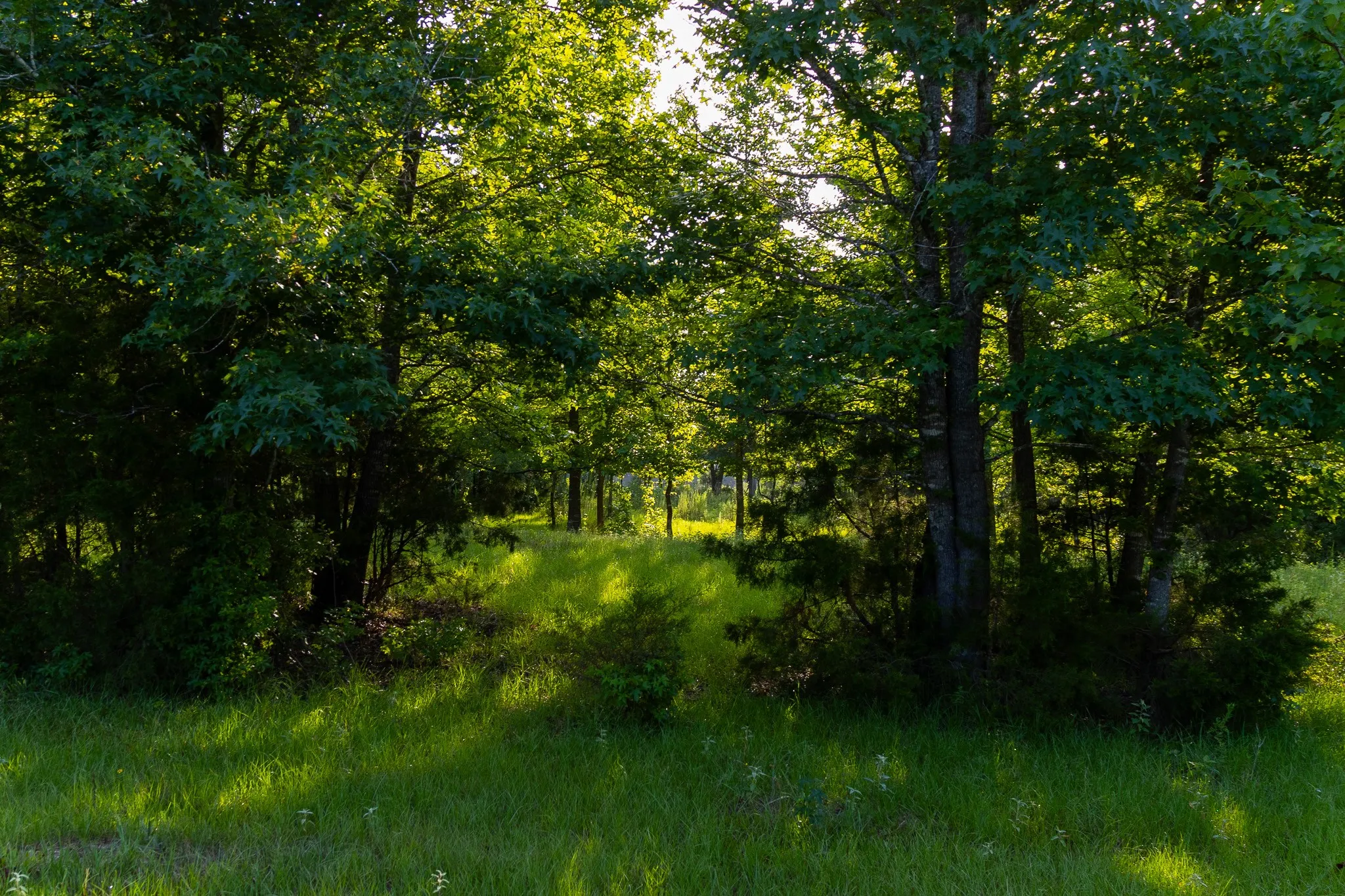 Ranch For Sale in Van Zandt County , 0000 VZ County Road 4912, Ben Wheeler, Texas 75754, 0, 0, Garage spaces, 0 Sqft, built in 0, Price $1,550,000, mls#21344972, Real Estate Agent in Ben Wheeler, Homes For Sale in Van Zandt county, Homes For Sale in Ben Wheeler, Realtor in Ben Wheeler Texas, Real Estate Brokerage Independent Realty Texas, Luminita Cordes Realtor